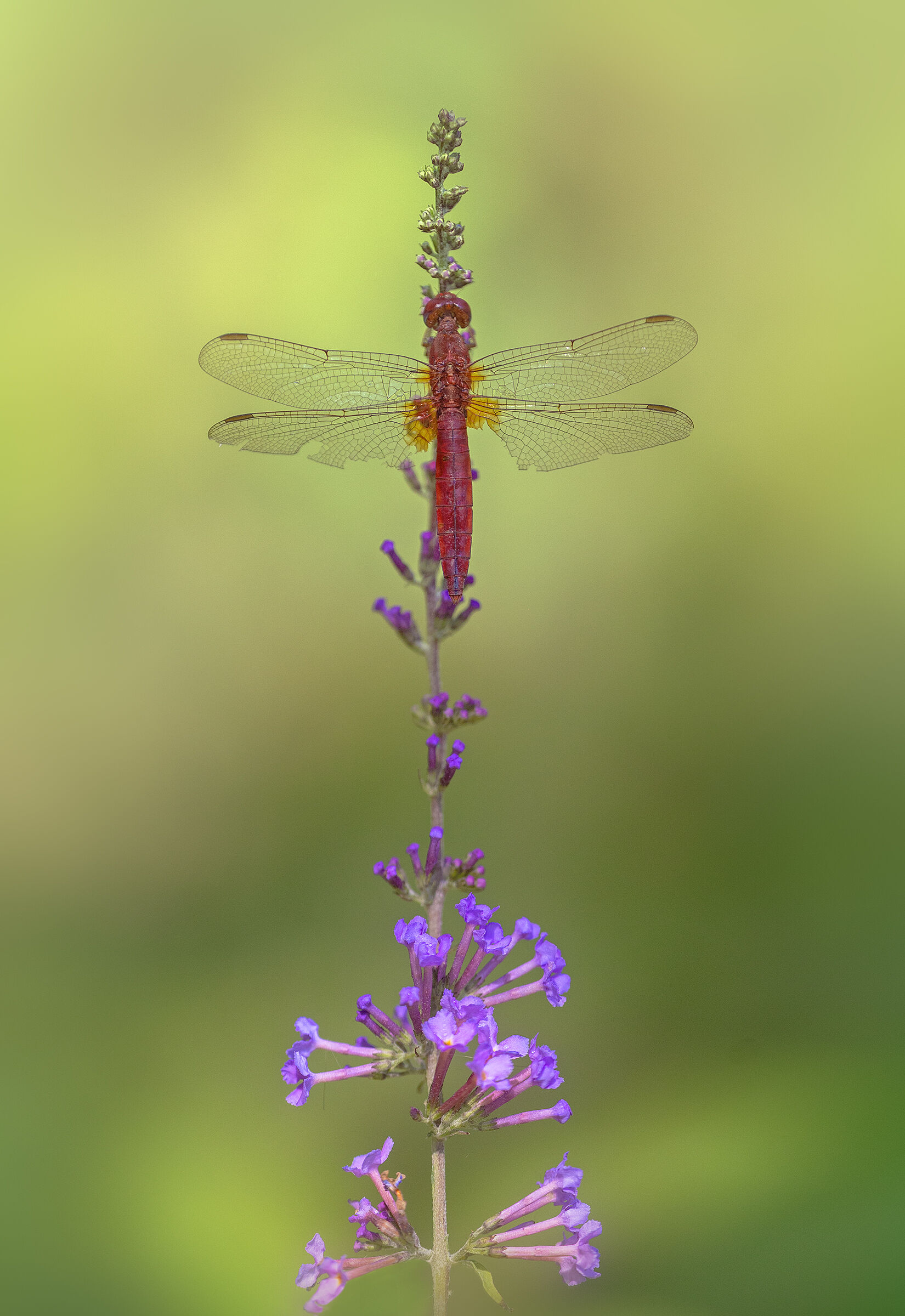 Crocothemis erythraea