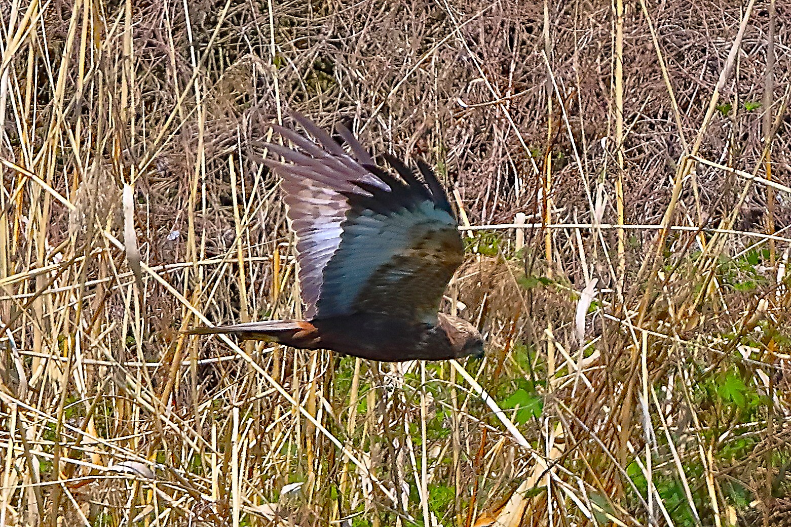 Falco di palude M 05 aprile 2025 - 0251