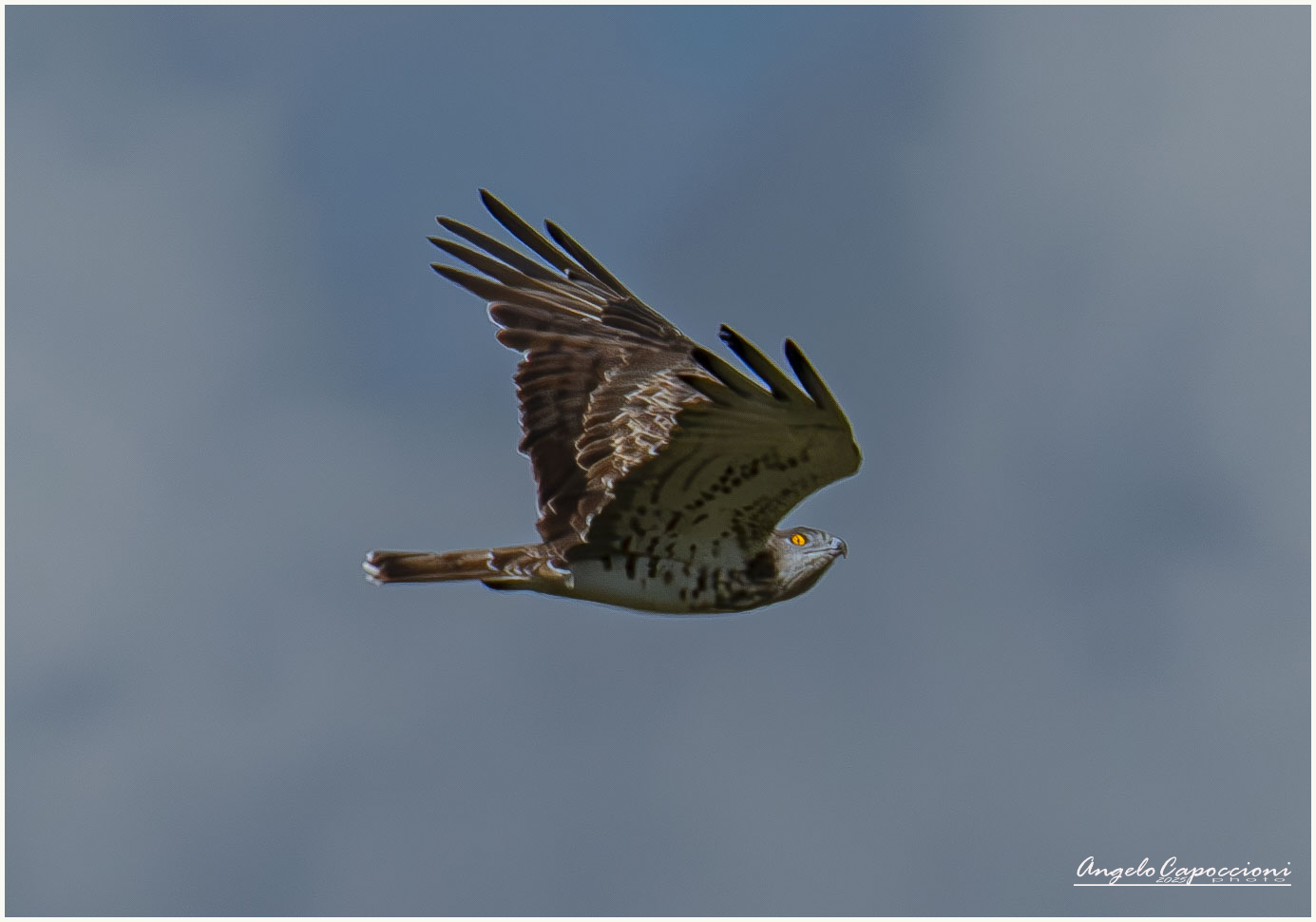 The short-toed eagle (Circaetus gallicus)