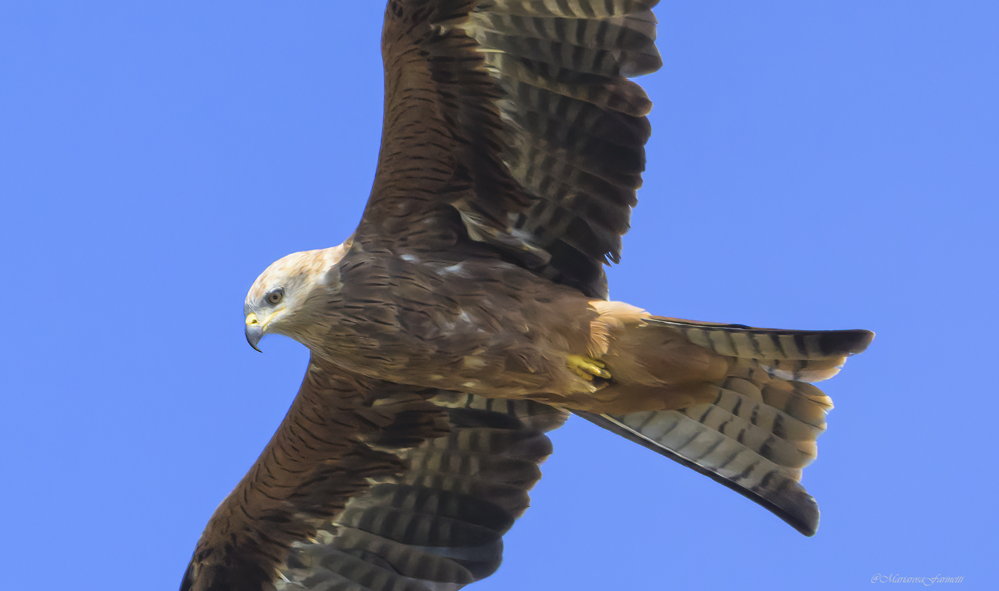 ... sguardi, Nibbio reale