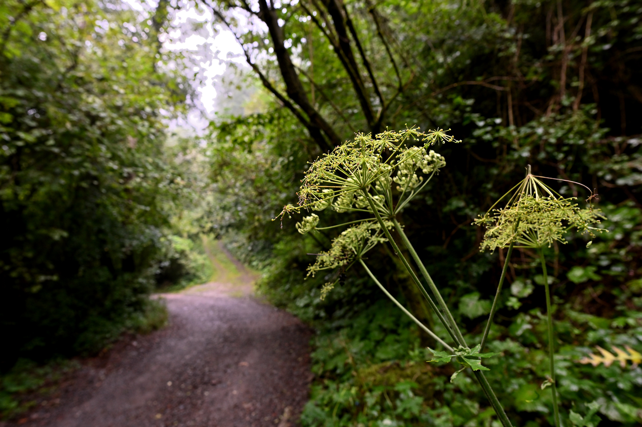 The way to the forest