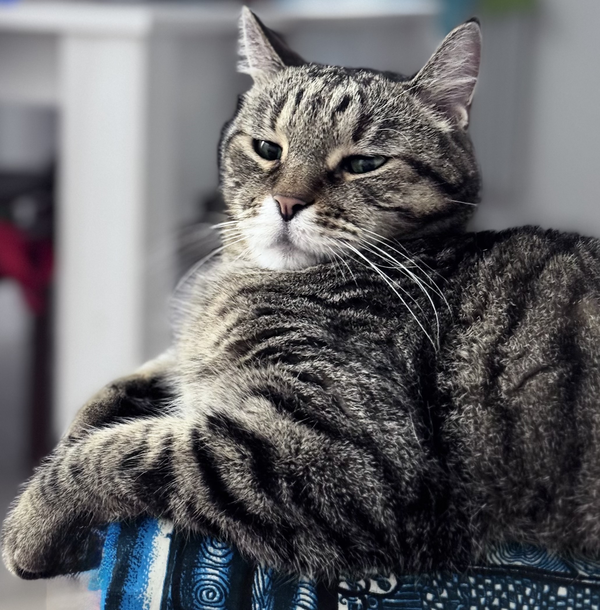 In attesa…di coccole