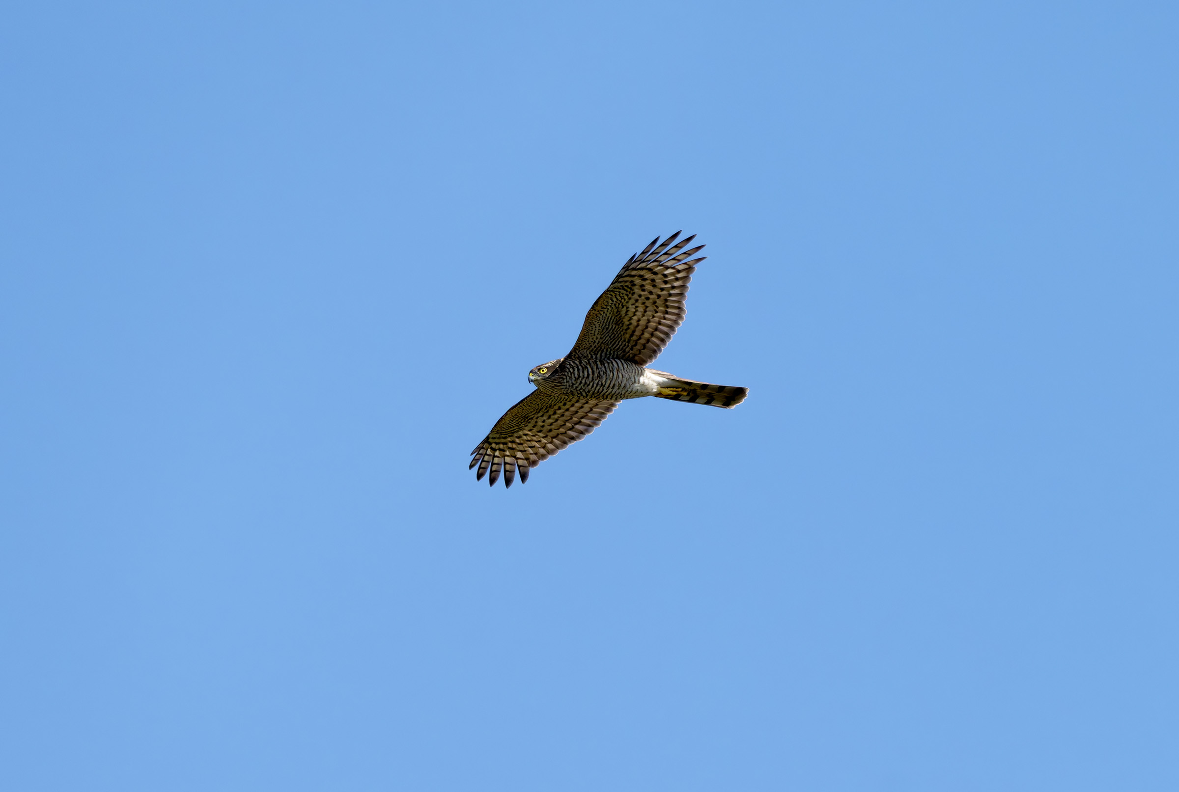 Sparrowhawk