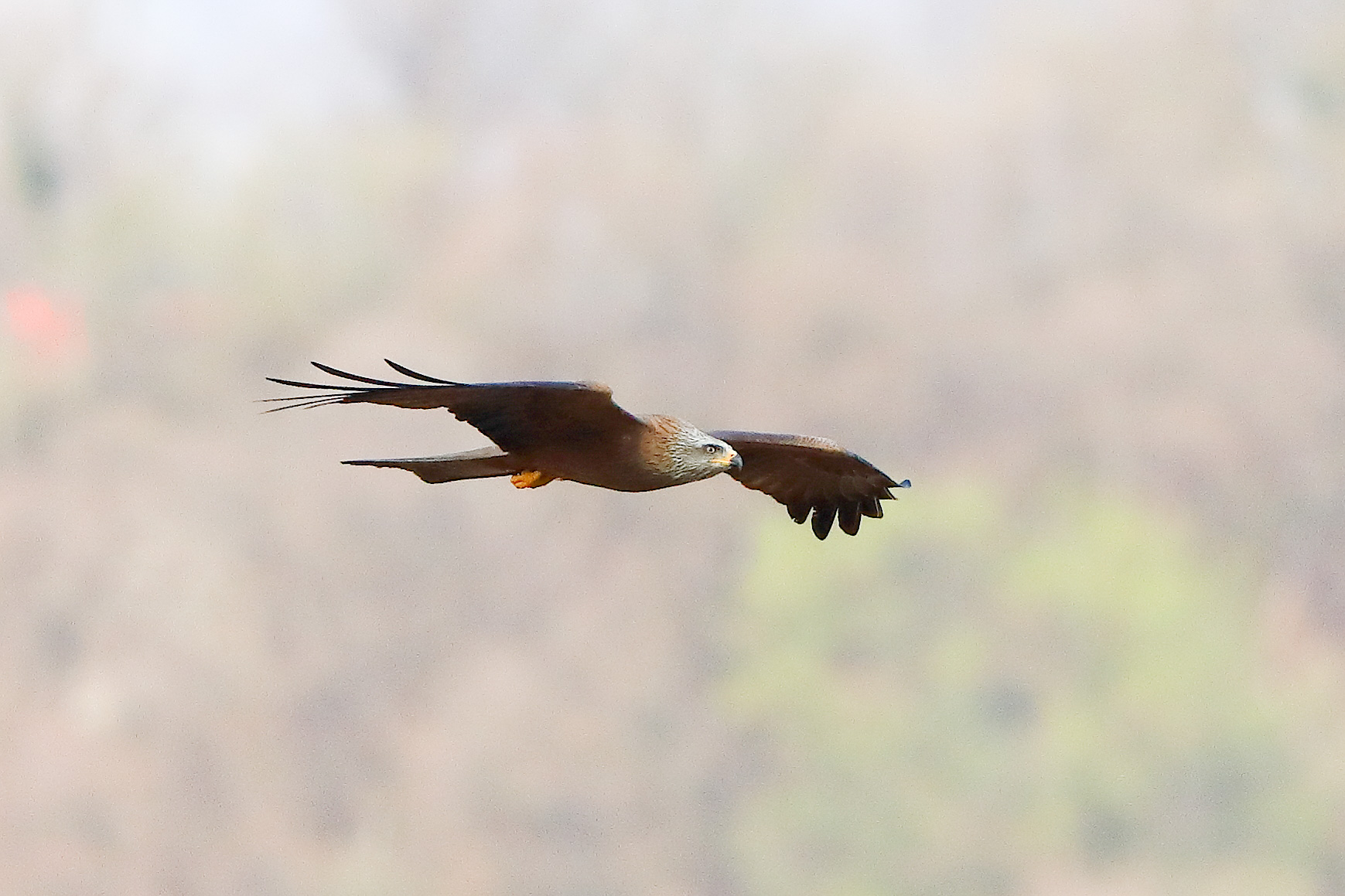 Nibbio bruno 29 marzo 2025 - 0280