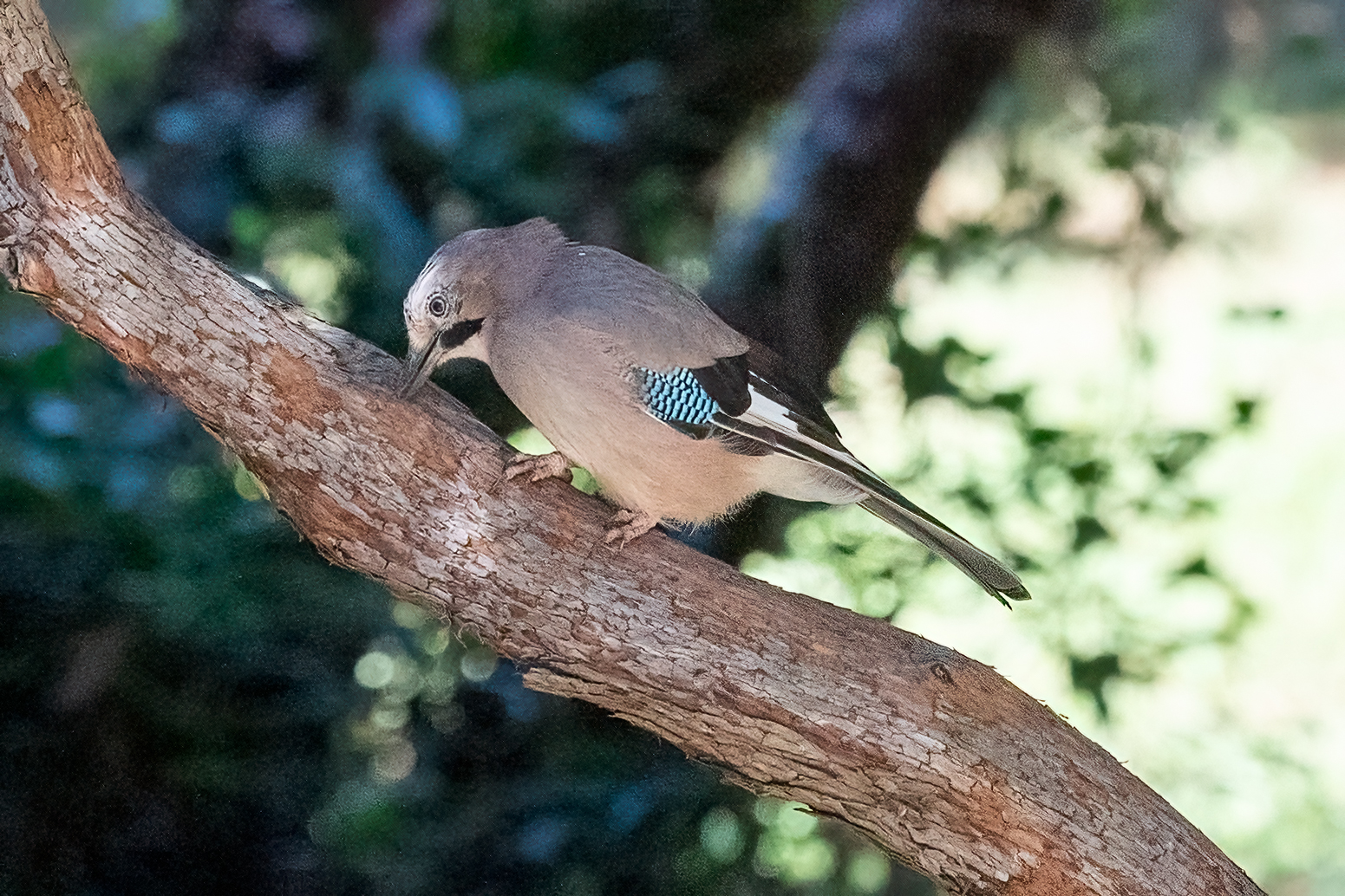 Jay