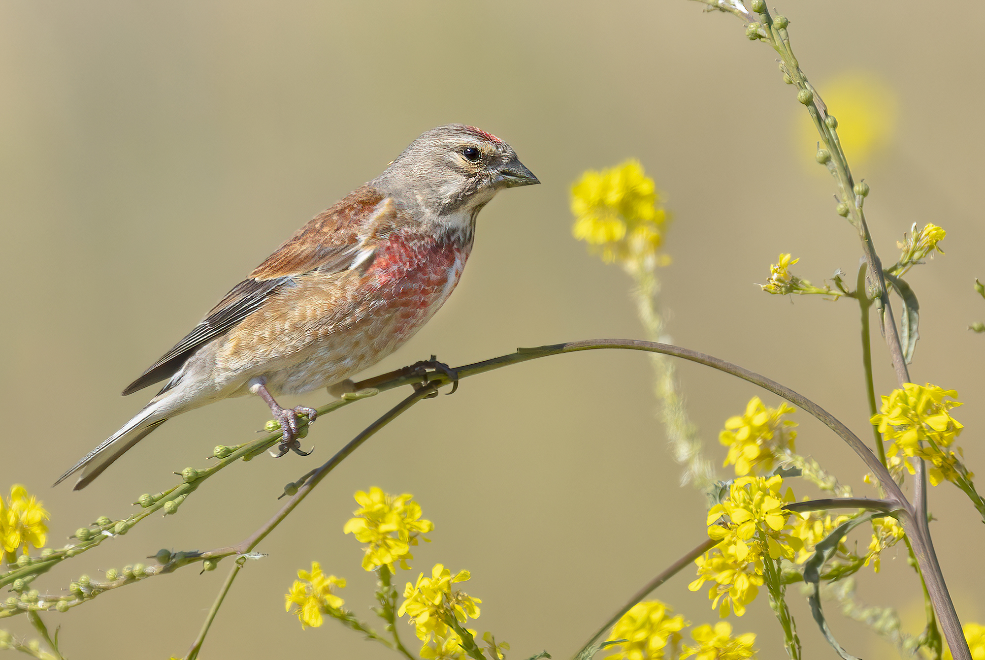 Linnet M
