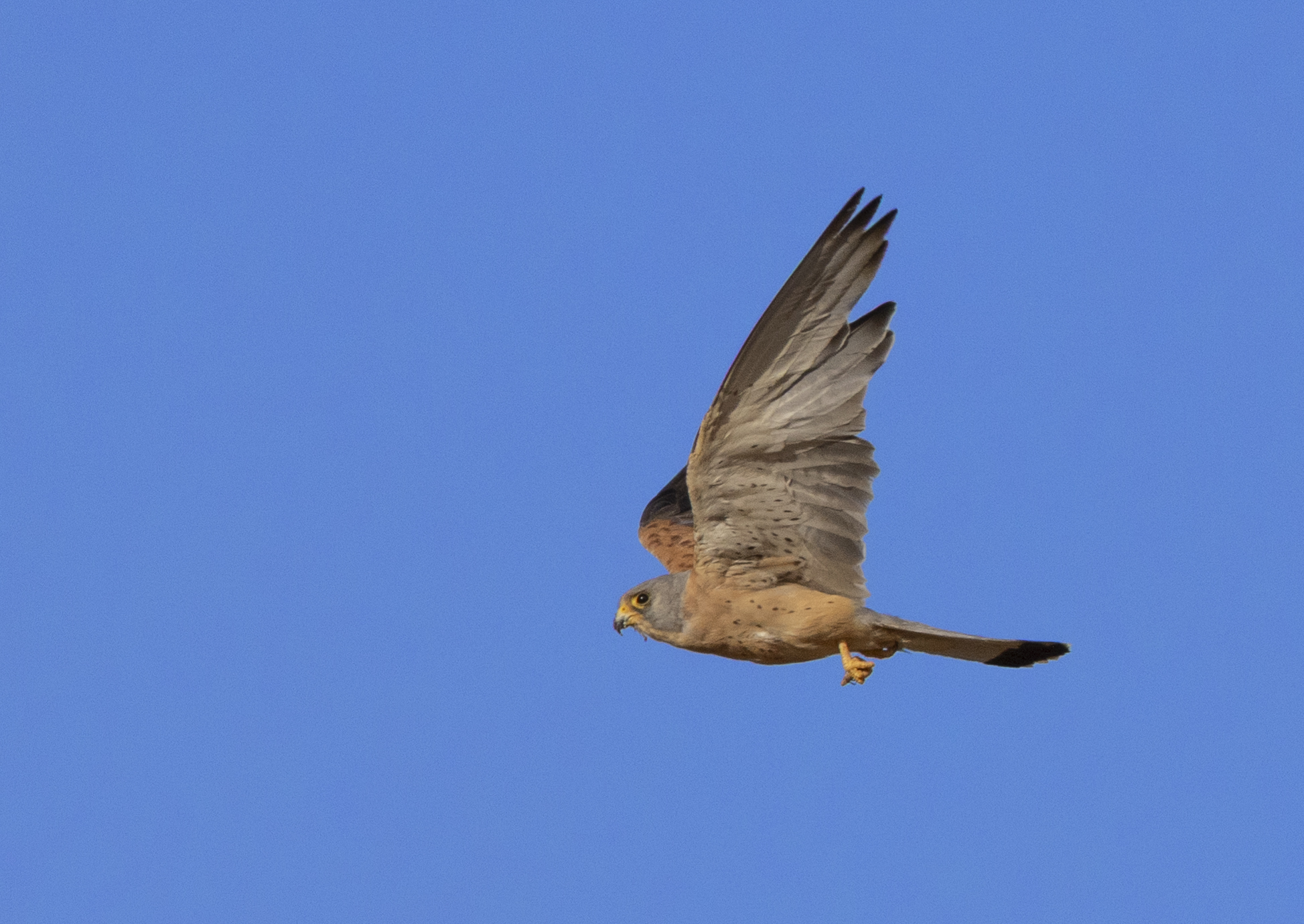 flying male lesser kestrel