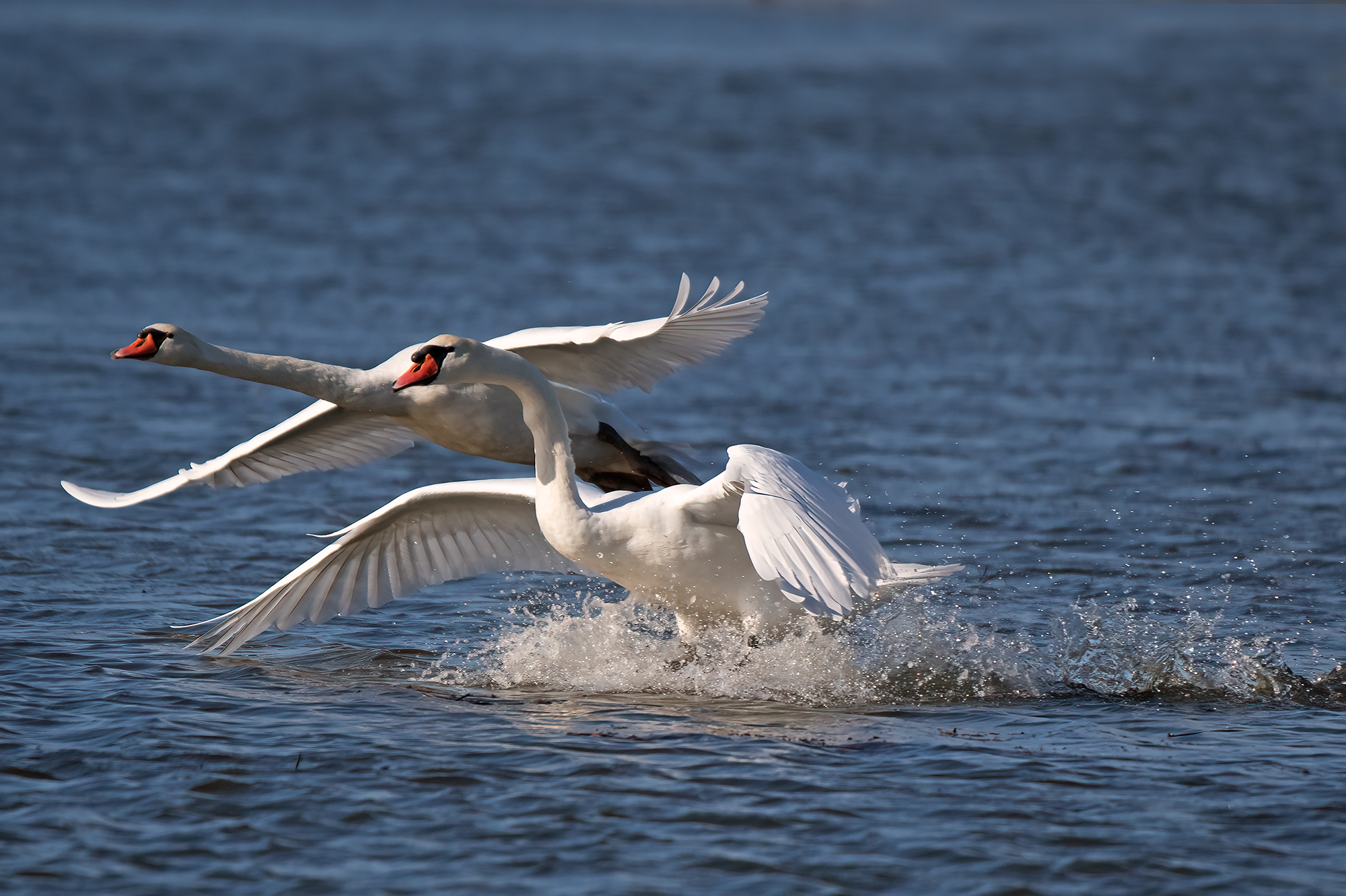 mute swans