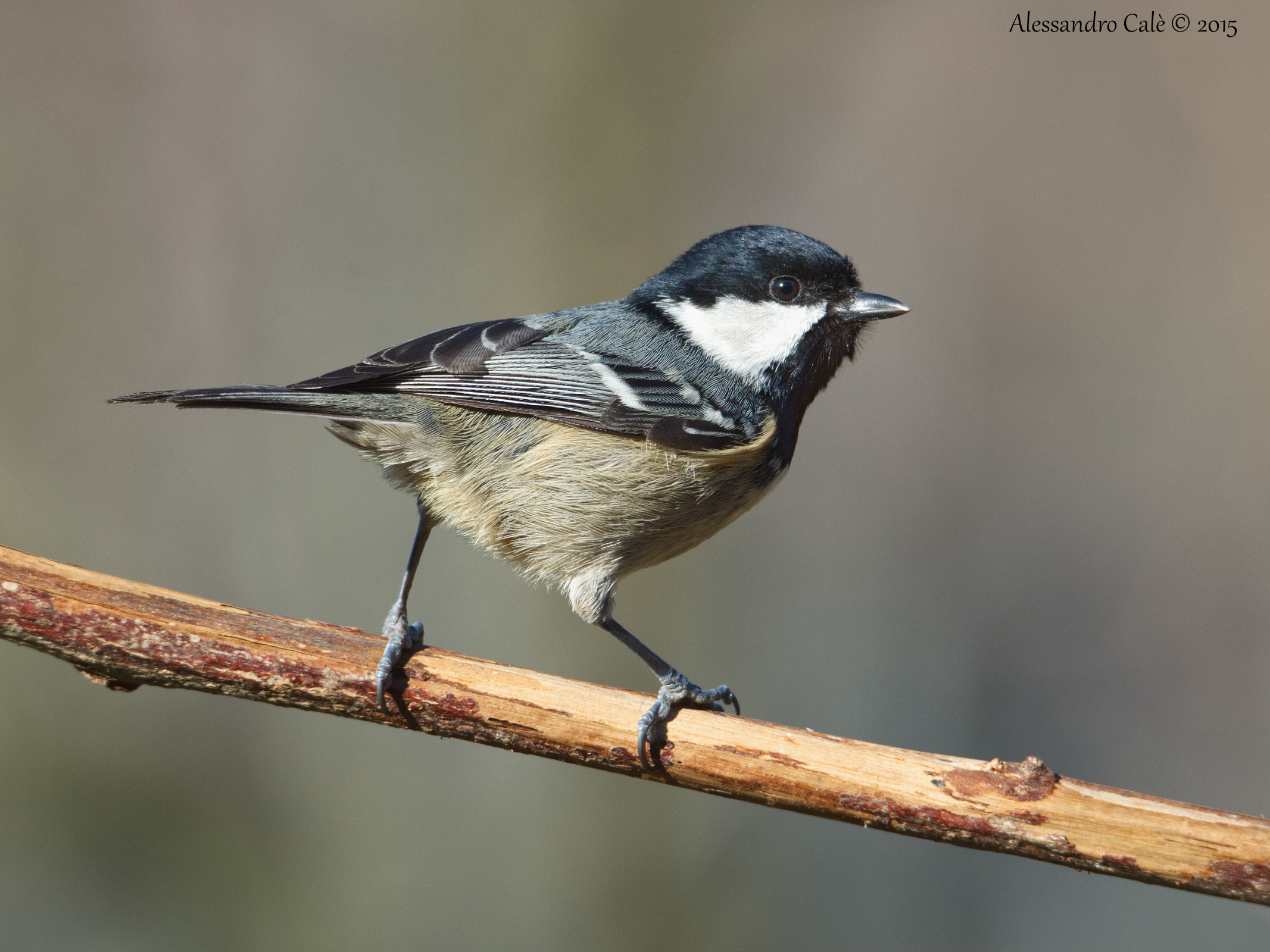 Parus Ater (Cincia mora) 6427