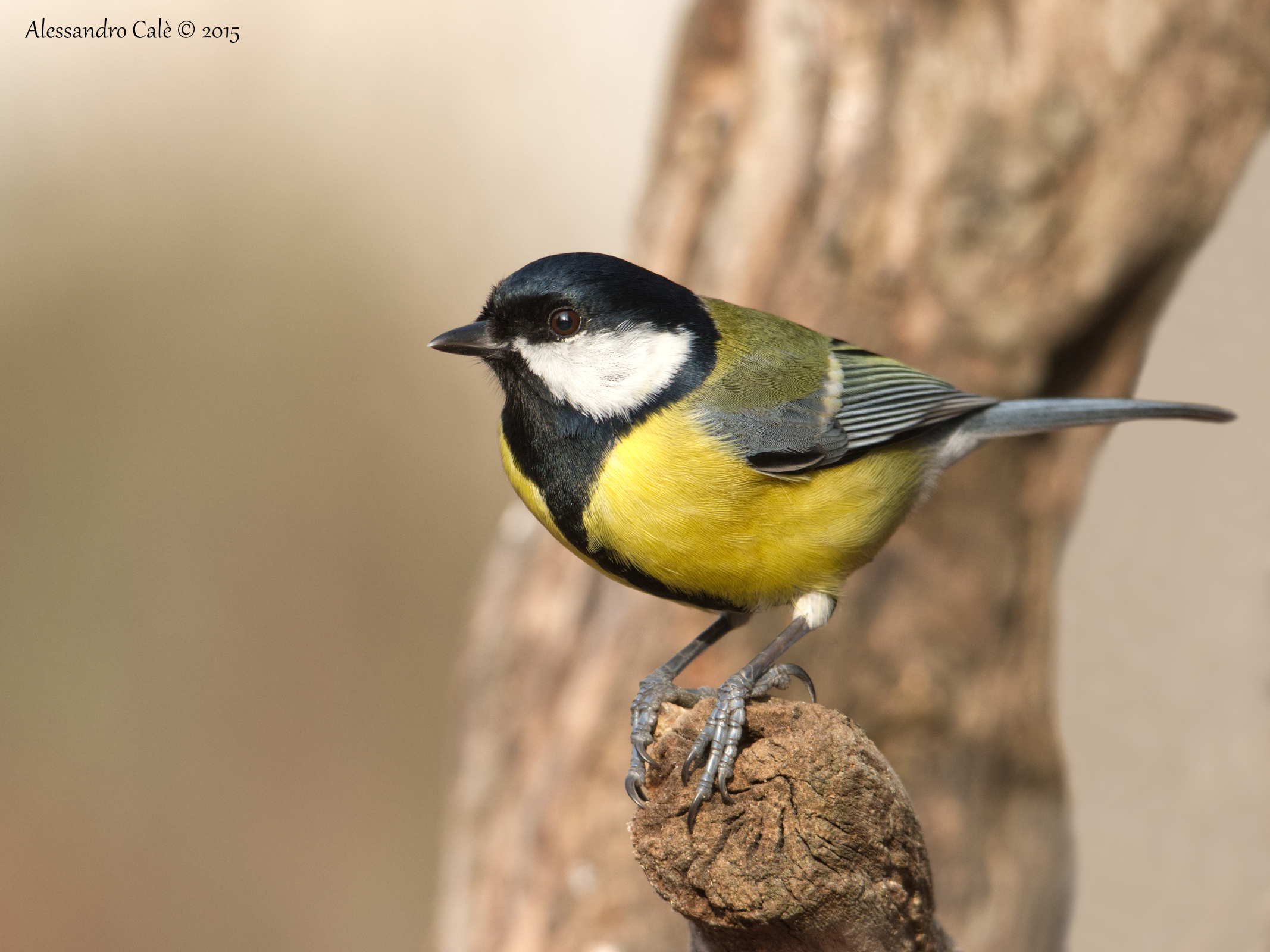 Parus Major (Cinciallegra) 7280