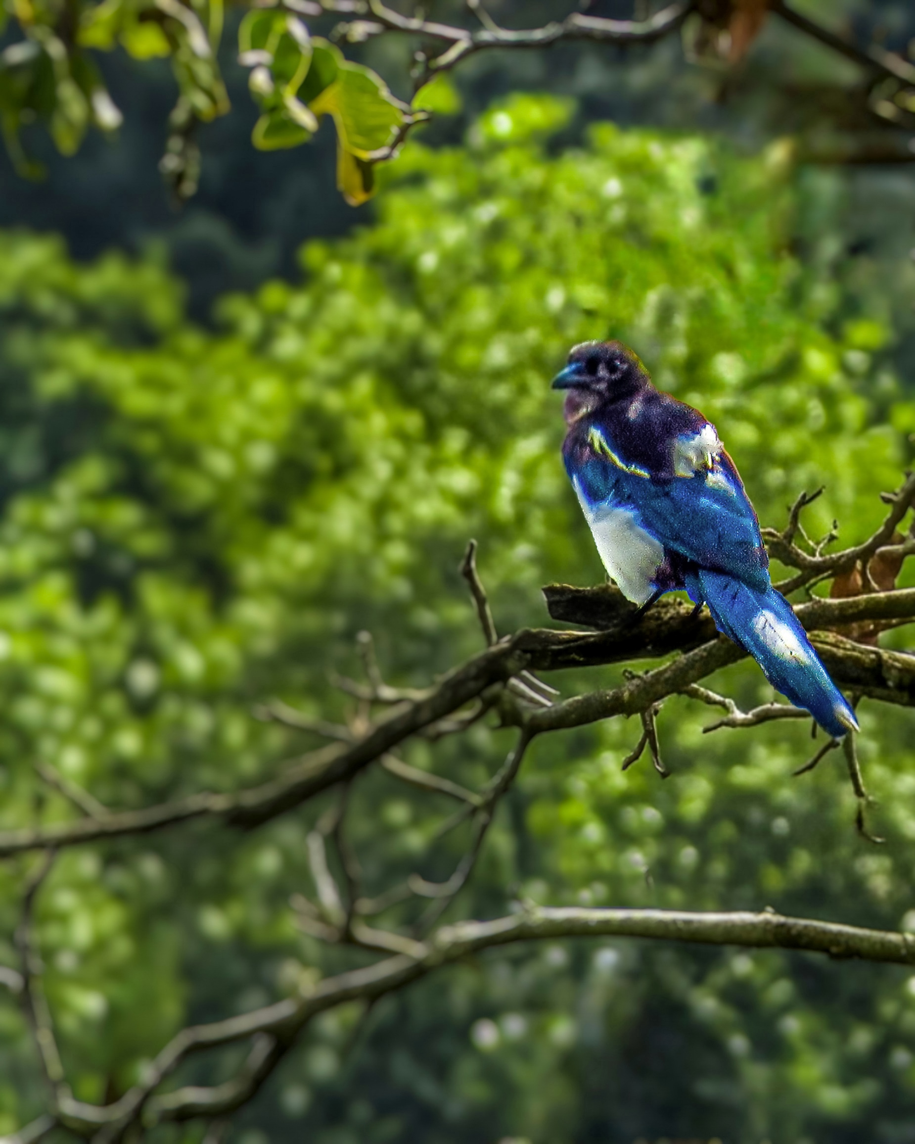 Gazza, a touch of blue in green