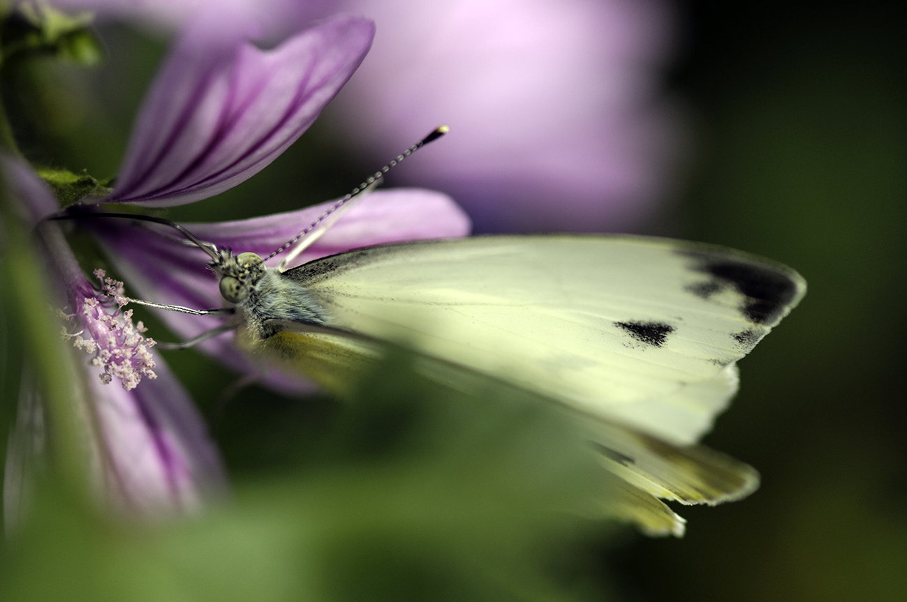 Common butterfly