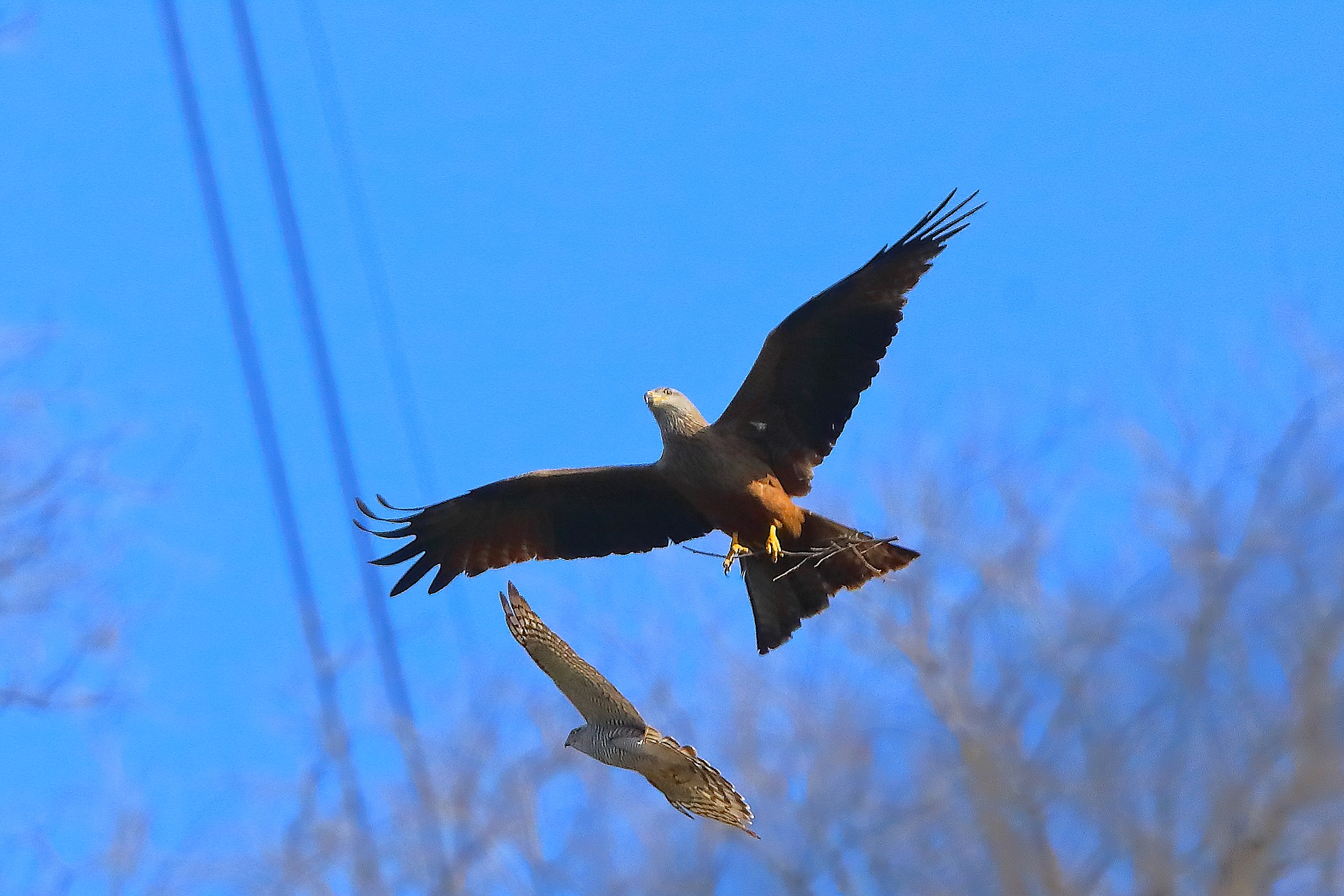 Nibbio vs Sparviere 04 aprile 2025 - 0068