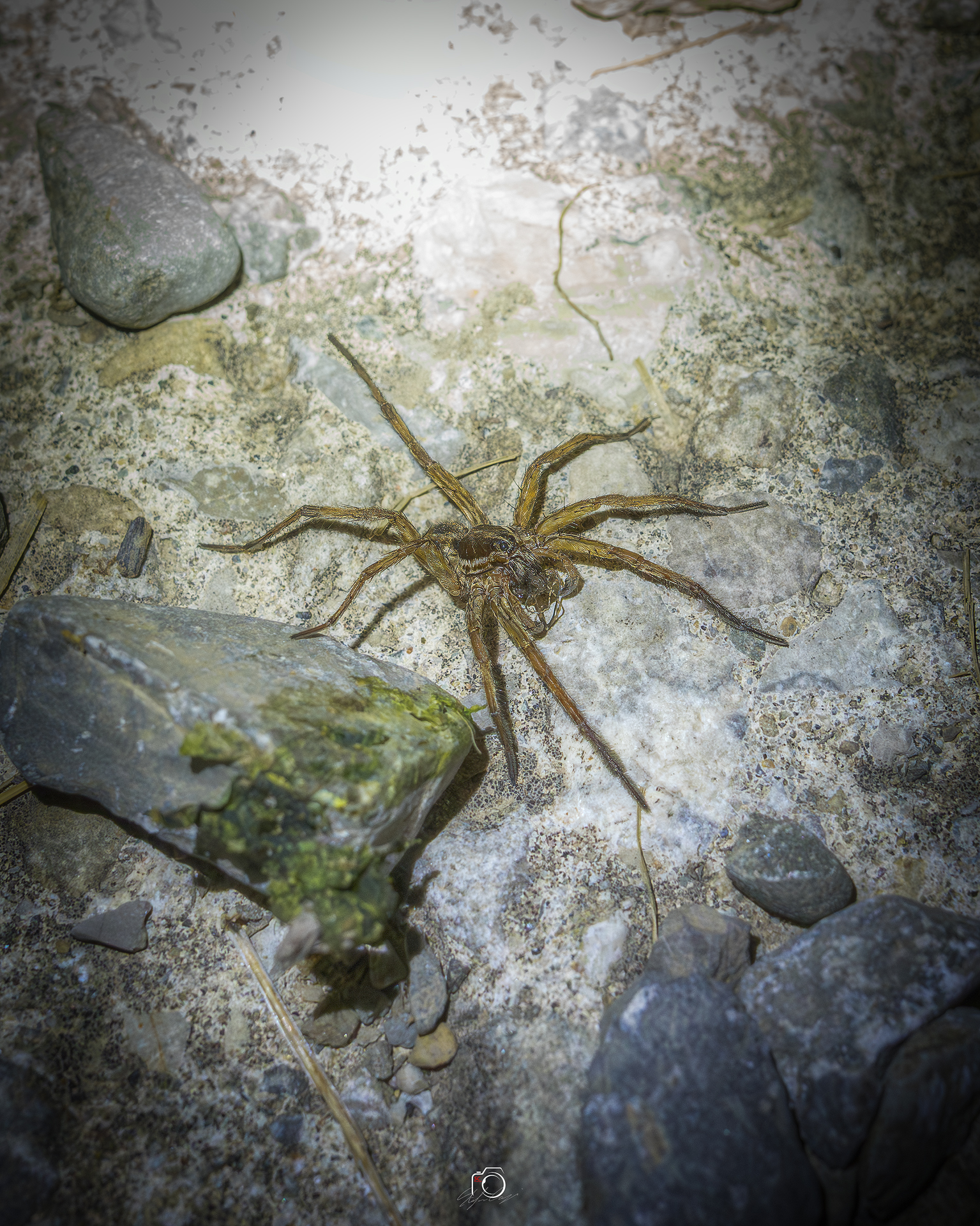 Wolf spider