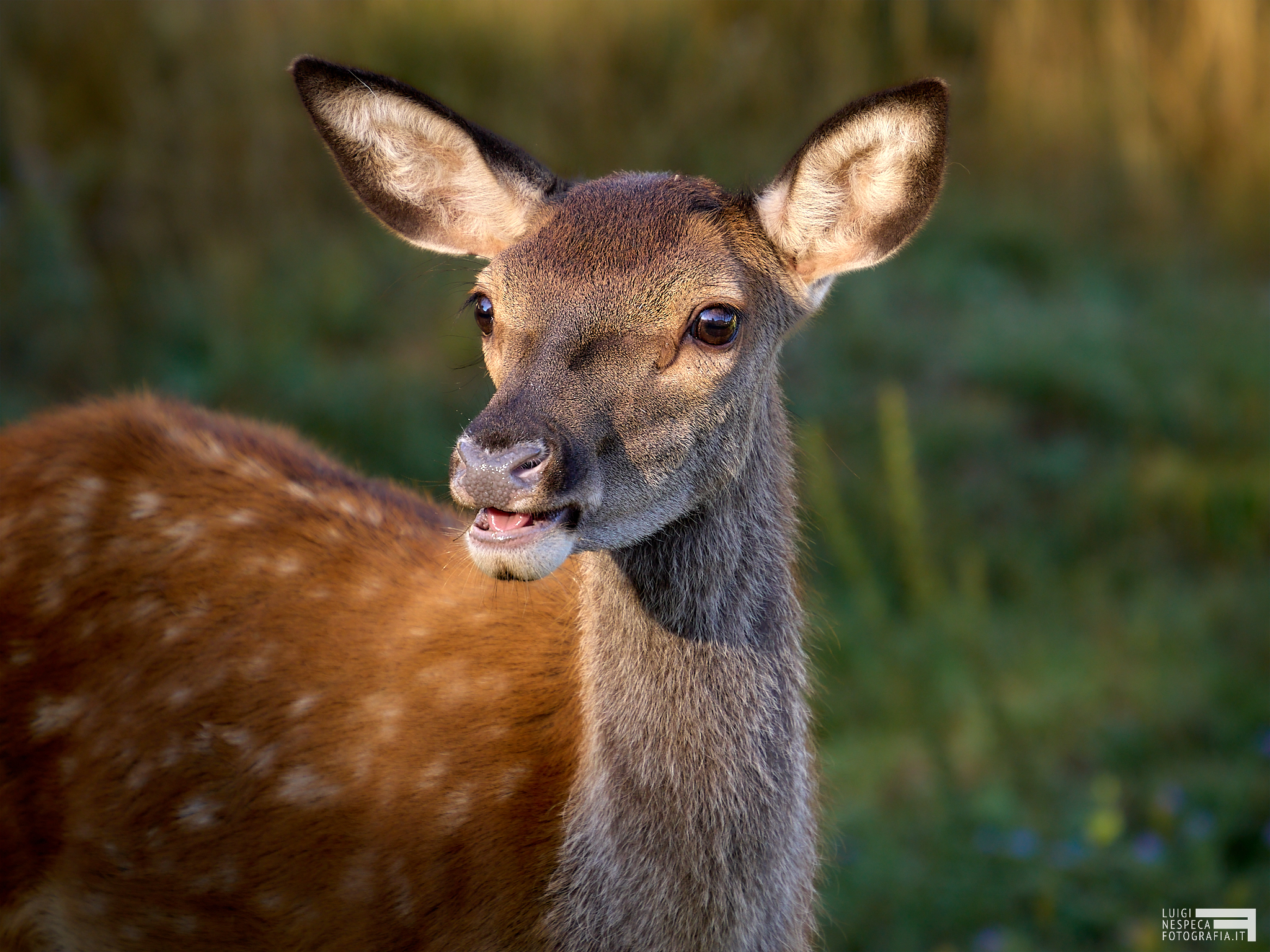 Baby deer - Abruzzo