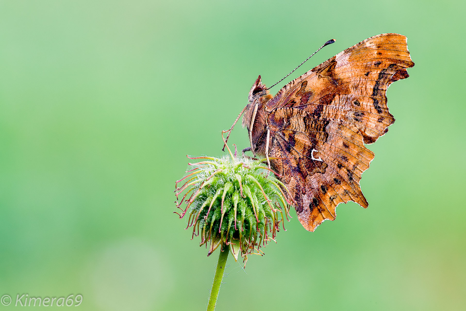 Polygonia c-album