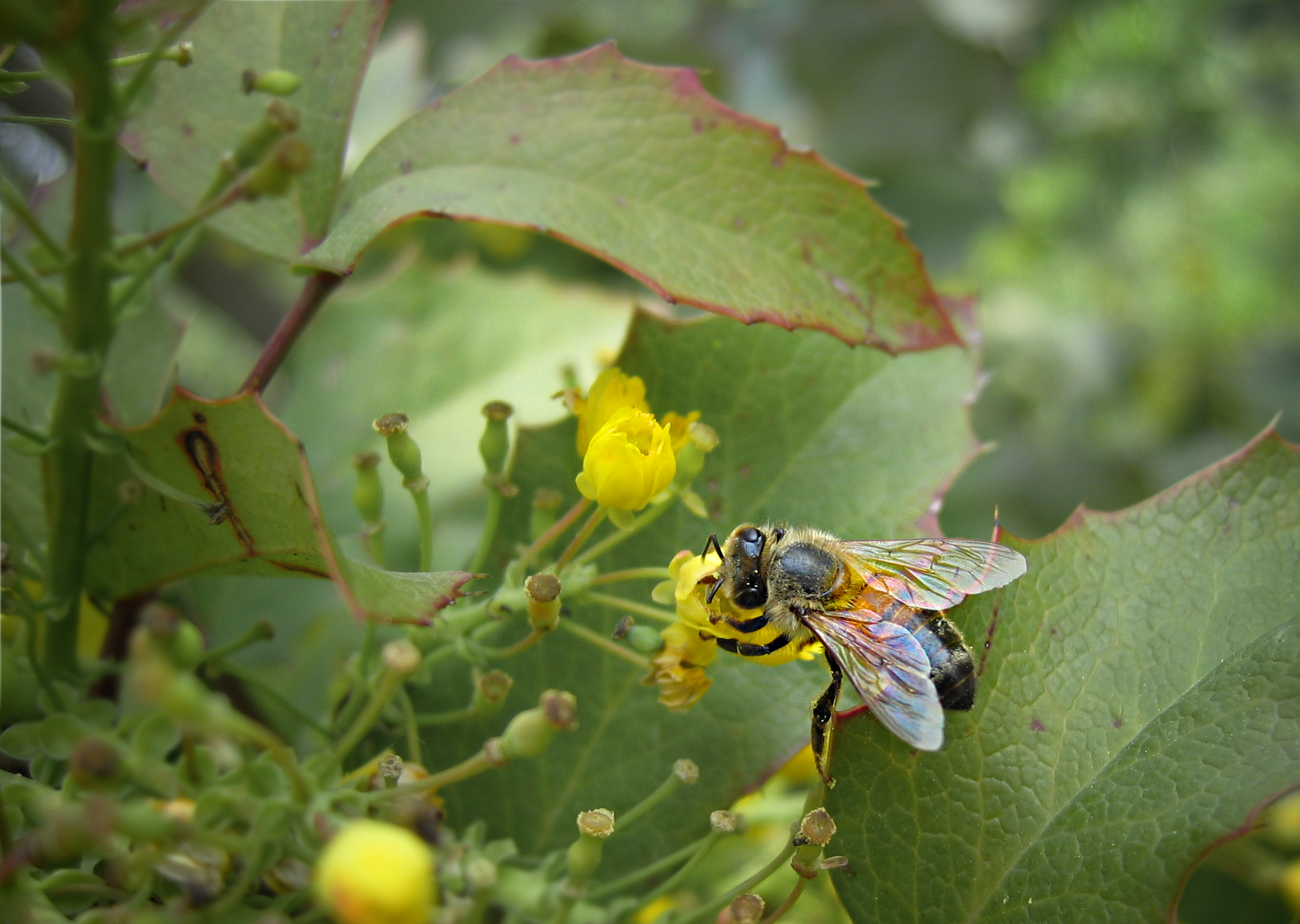 Insect on flower