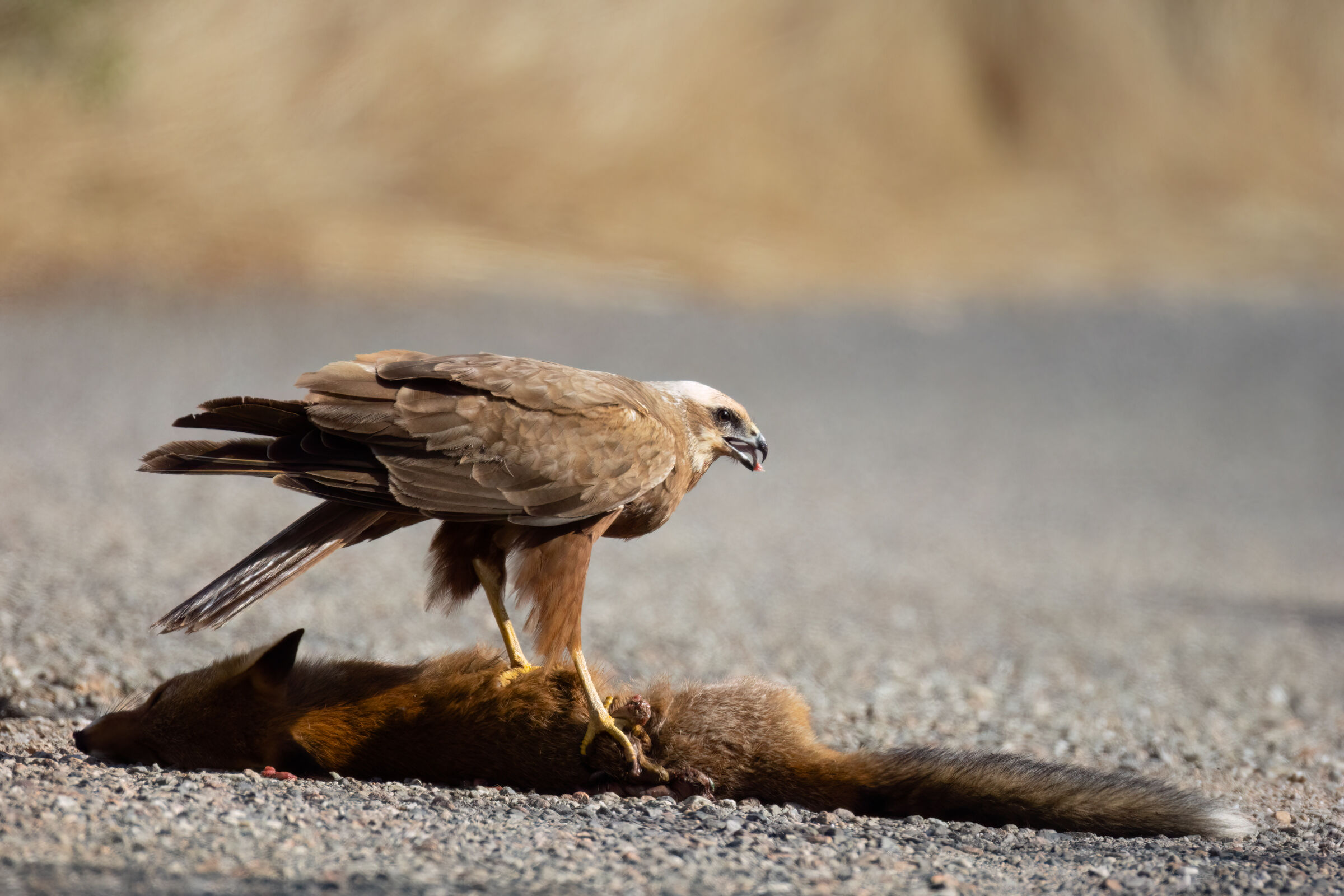 The fox and the kite