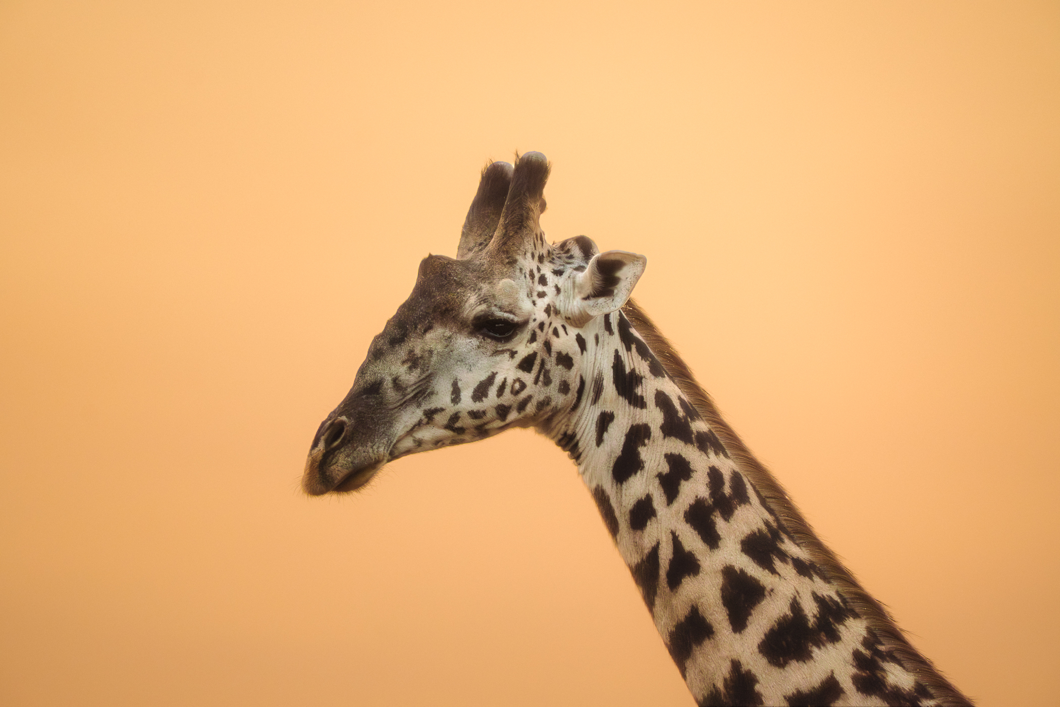 Giraffe Portrait