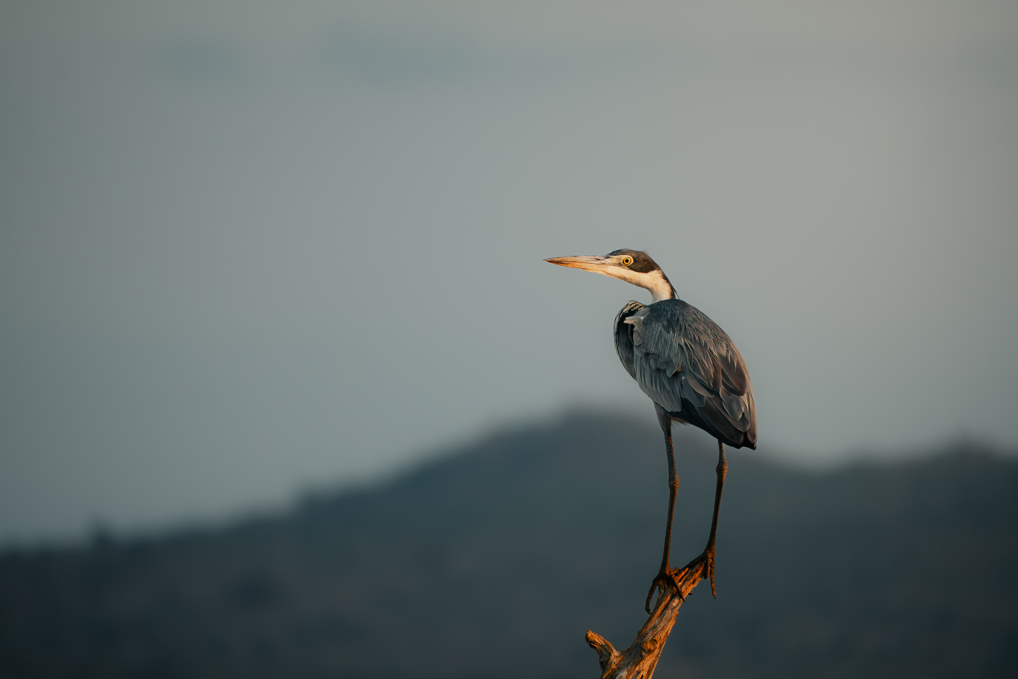 Blue Heron