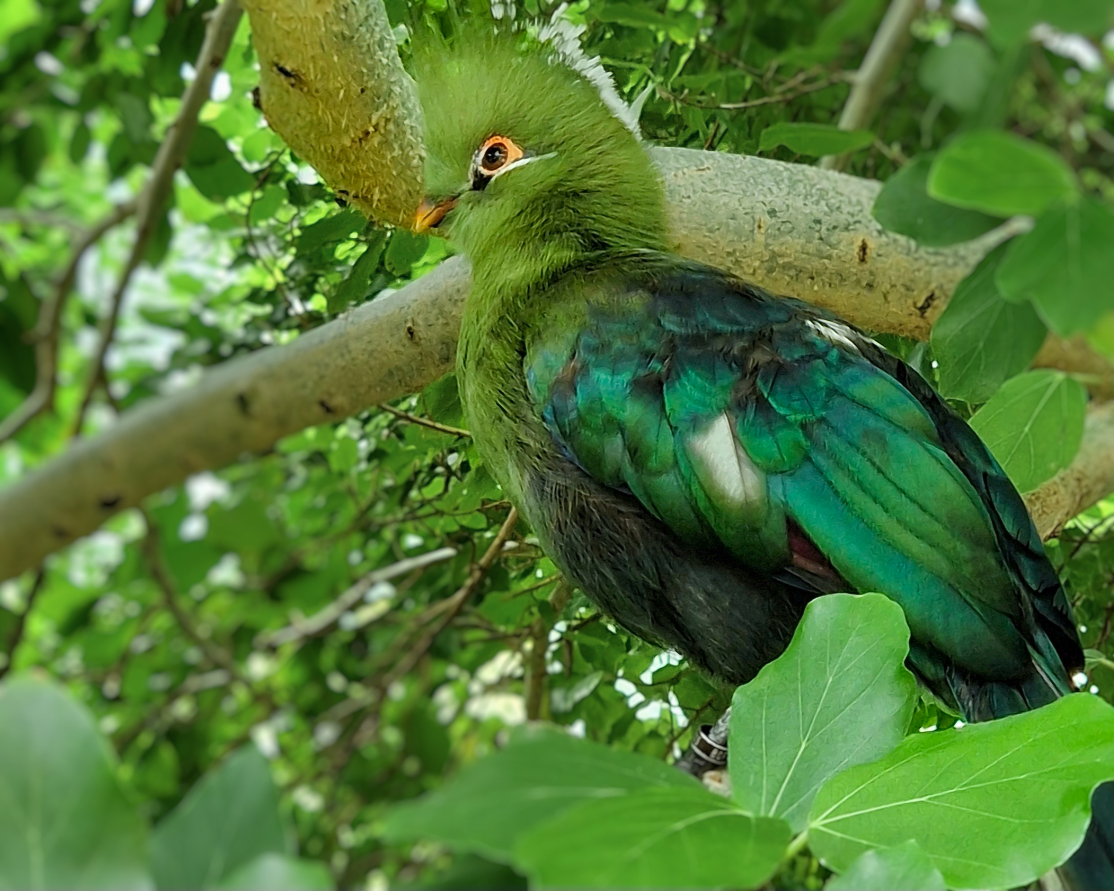Green Turaco