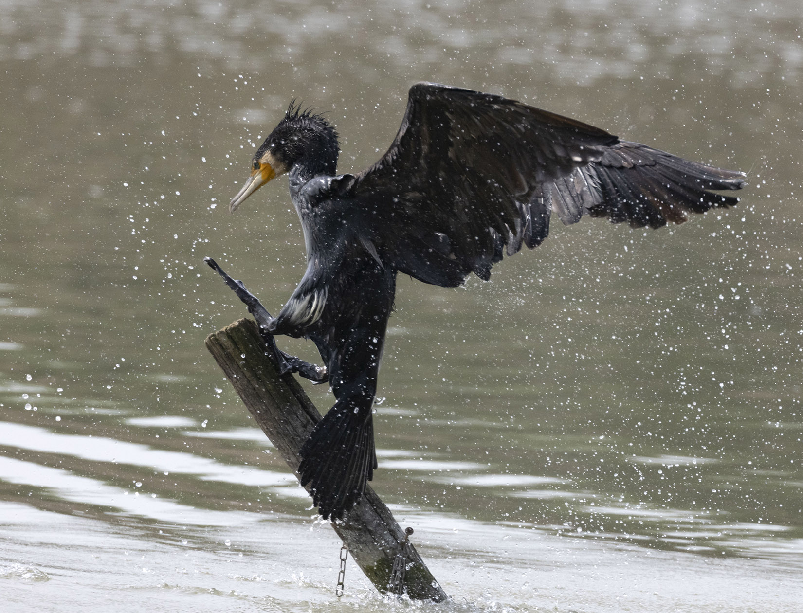 Cormorano