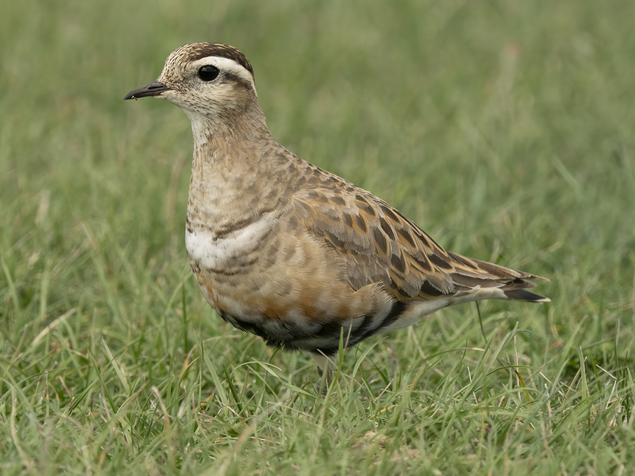Eurasian Eurasian Plover (Charadrius morinellus) in migratio...
