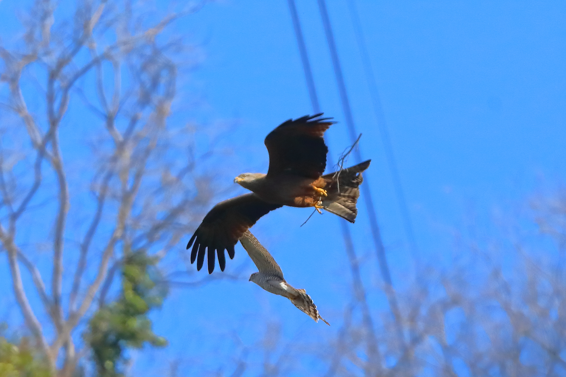 Nibbio vs Sparviere 04 aprile 2025 - 0069