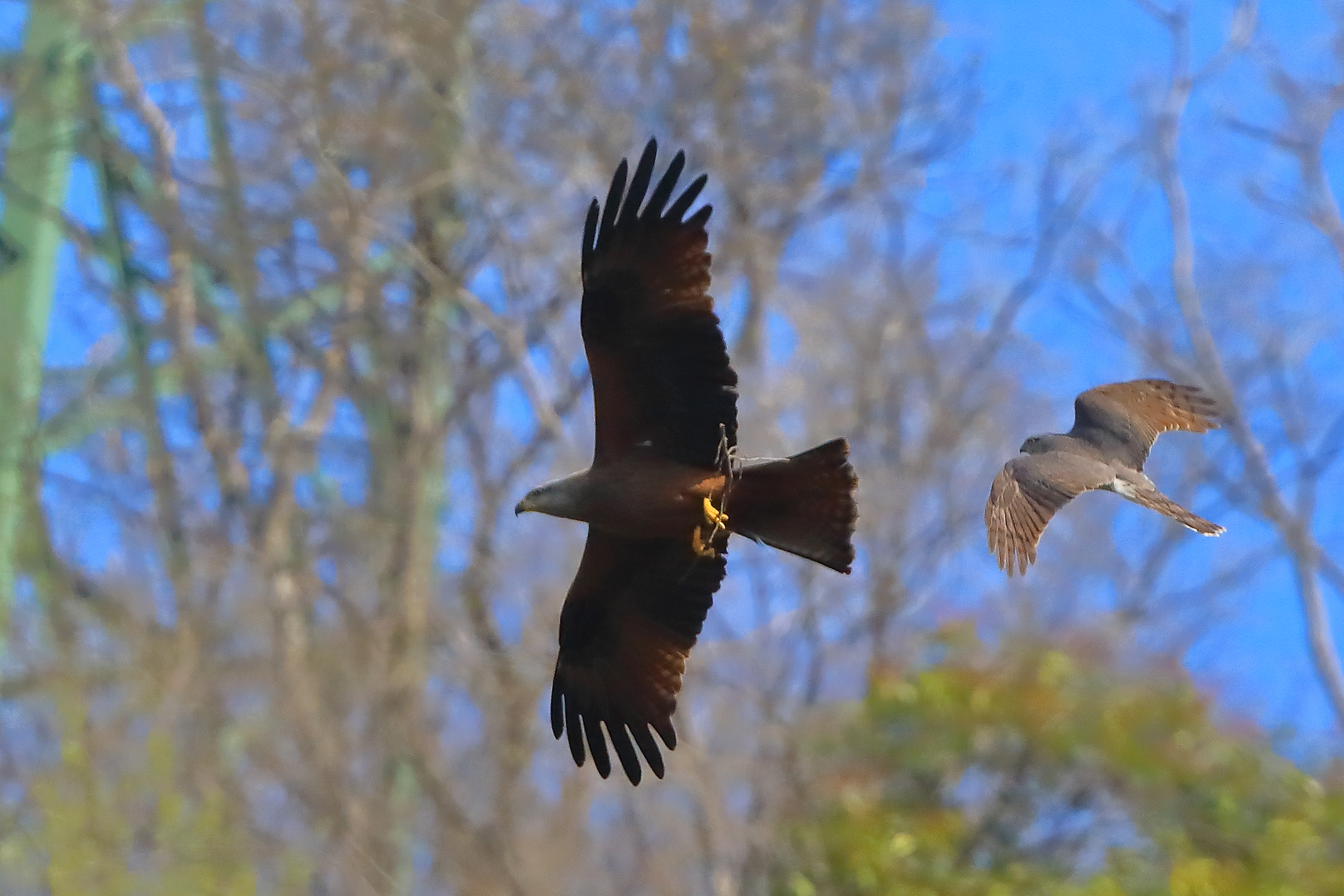 Nibbio vs Sparviere 04 aprile 2025 - 0071