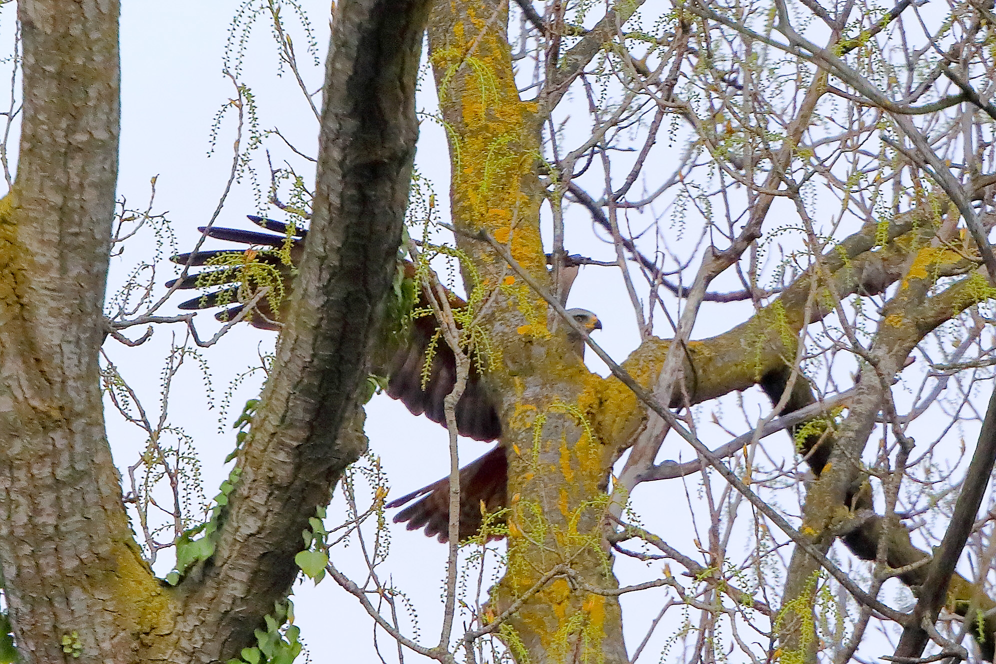 Nibbio bruno 29 marzo 2025 - 0284