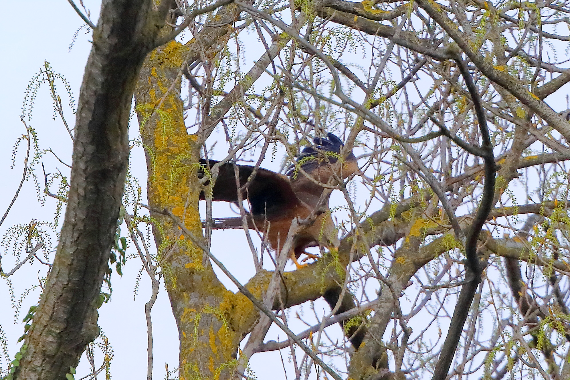 Nibbio bruno 29 marzo 2025 - 0285