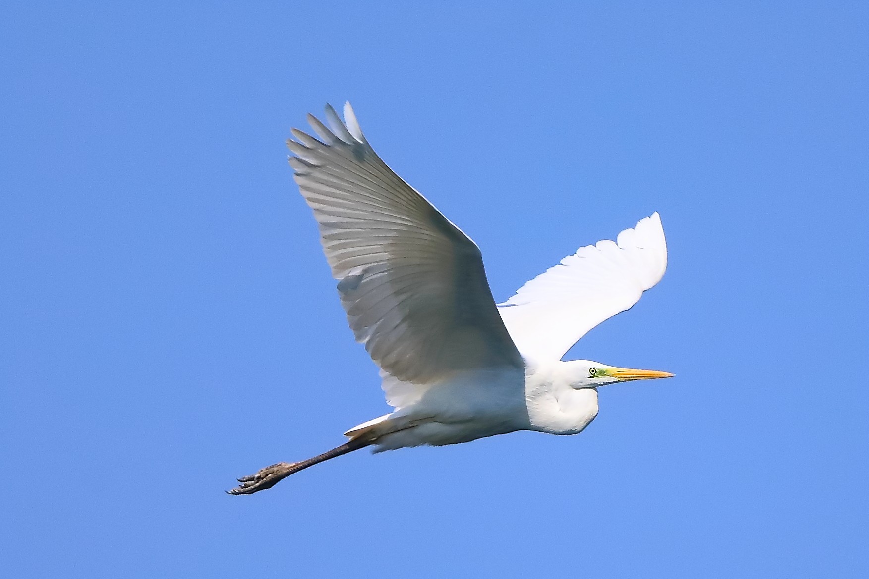 Airone BM 05 aprile 2025 - 0019