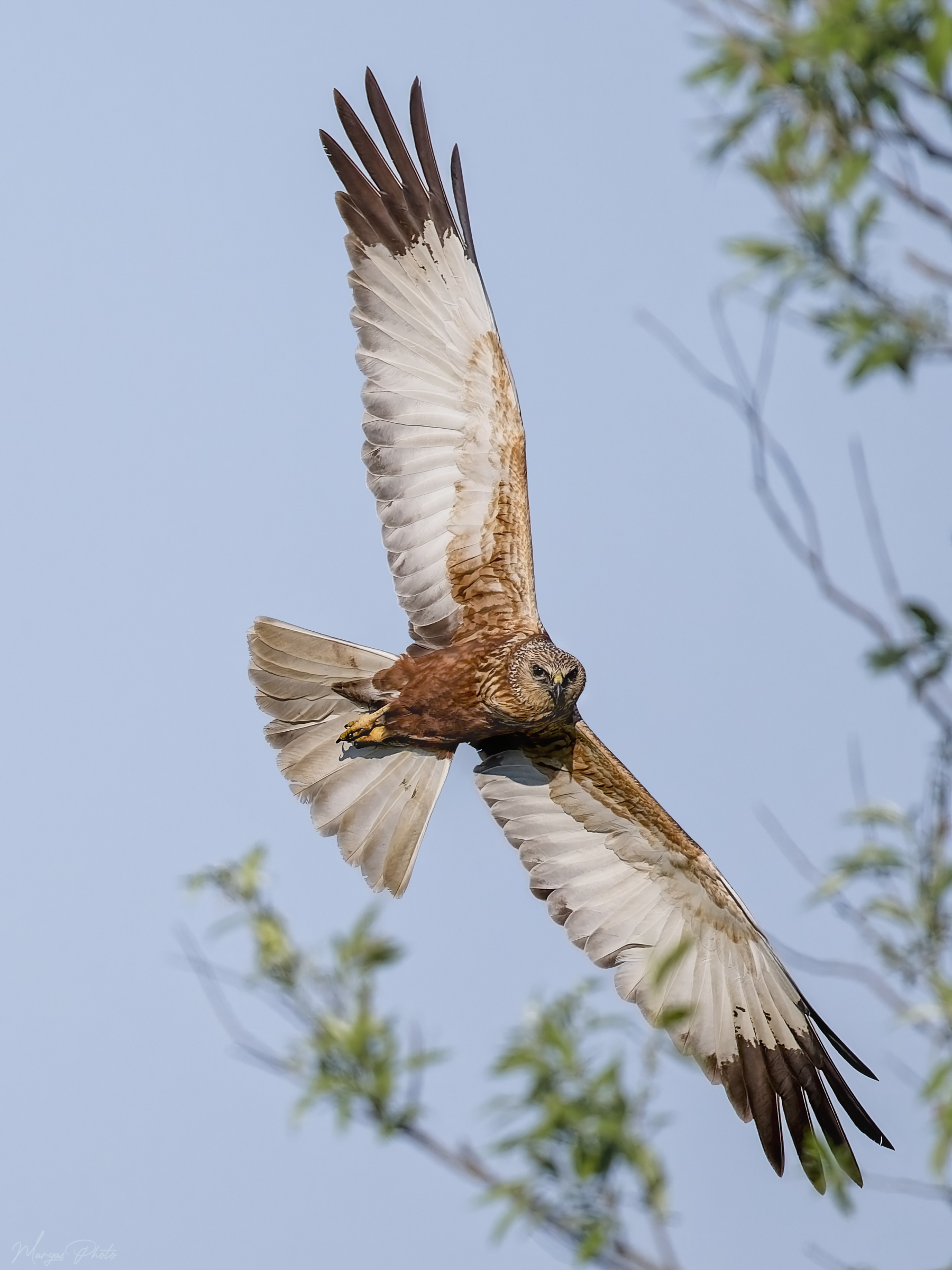 Marsh Harrier