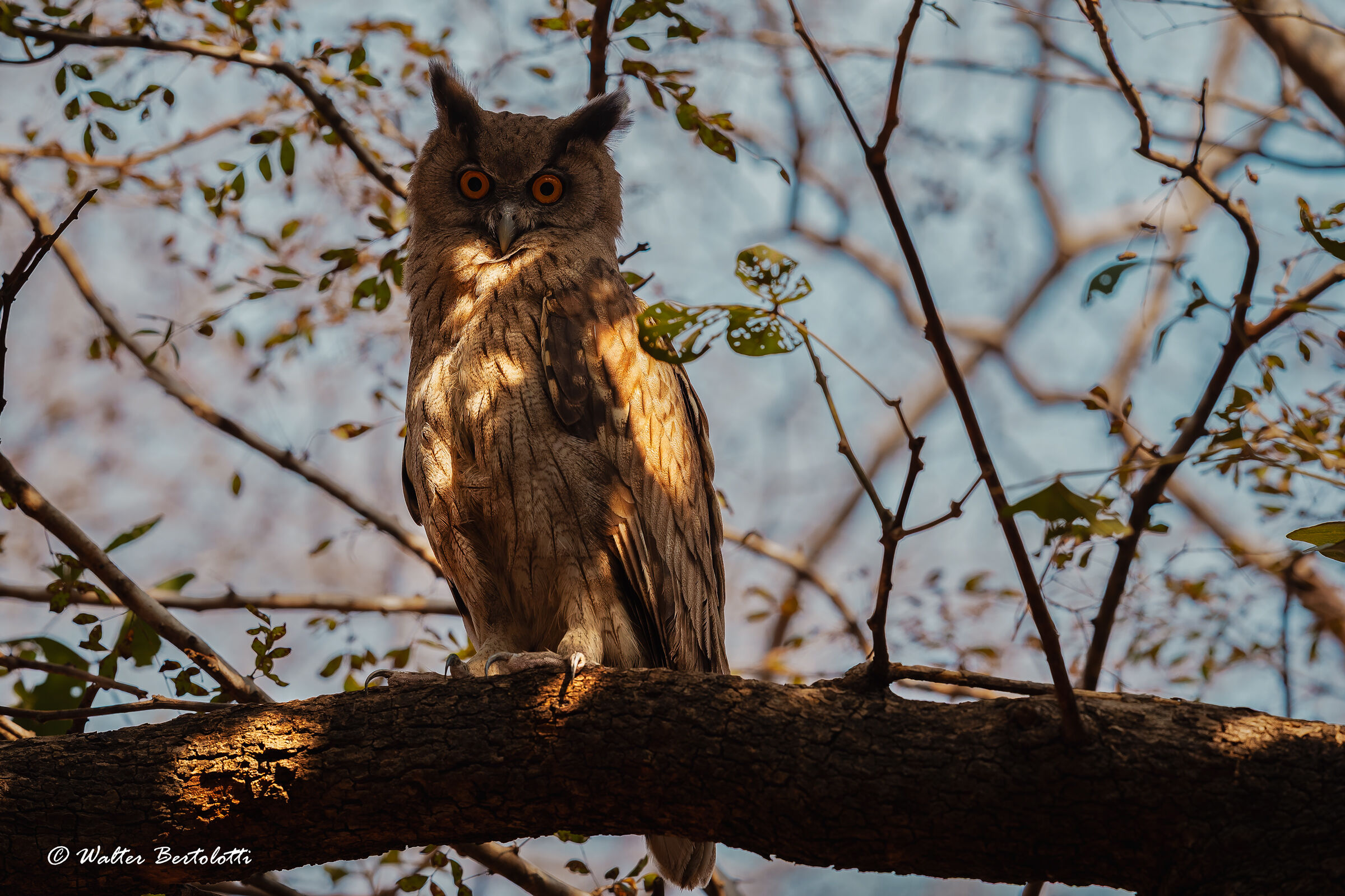 Brown eagle owl