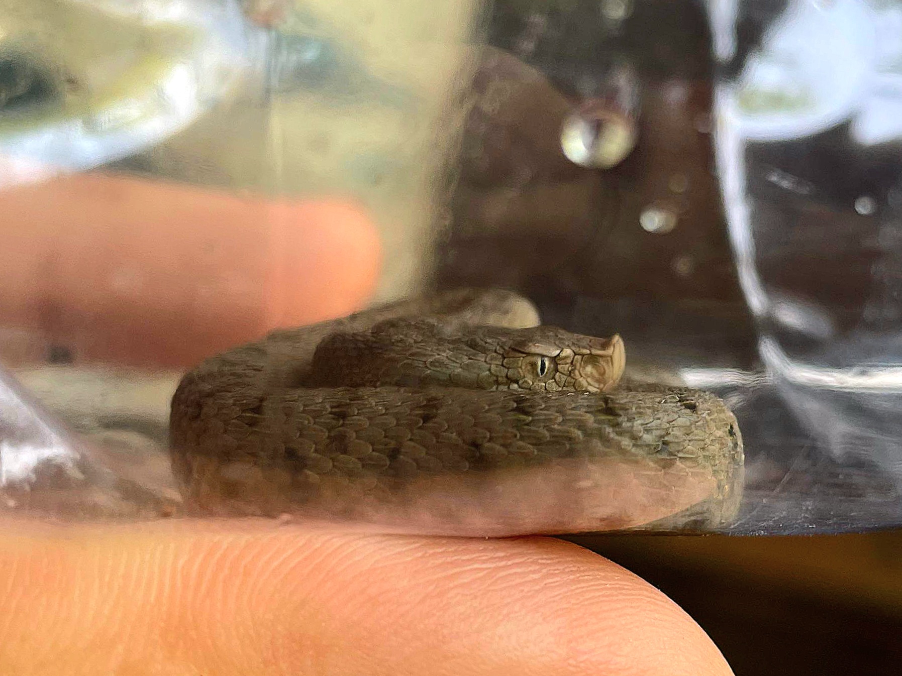 Vipera aspis in bottiglia