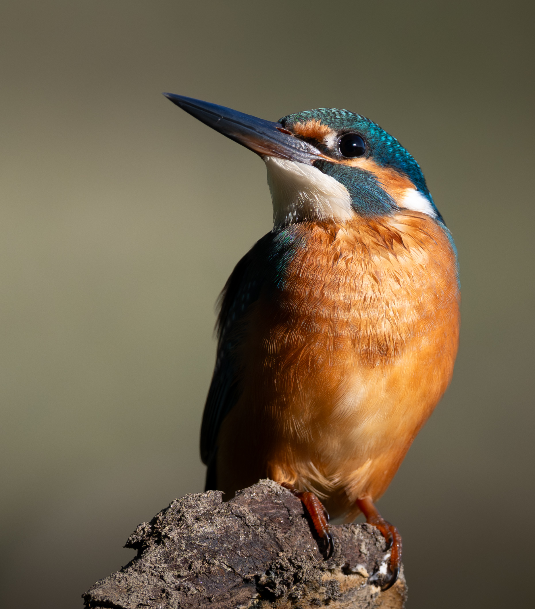 Kingfisher posing