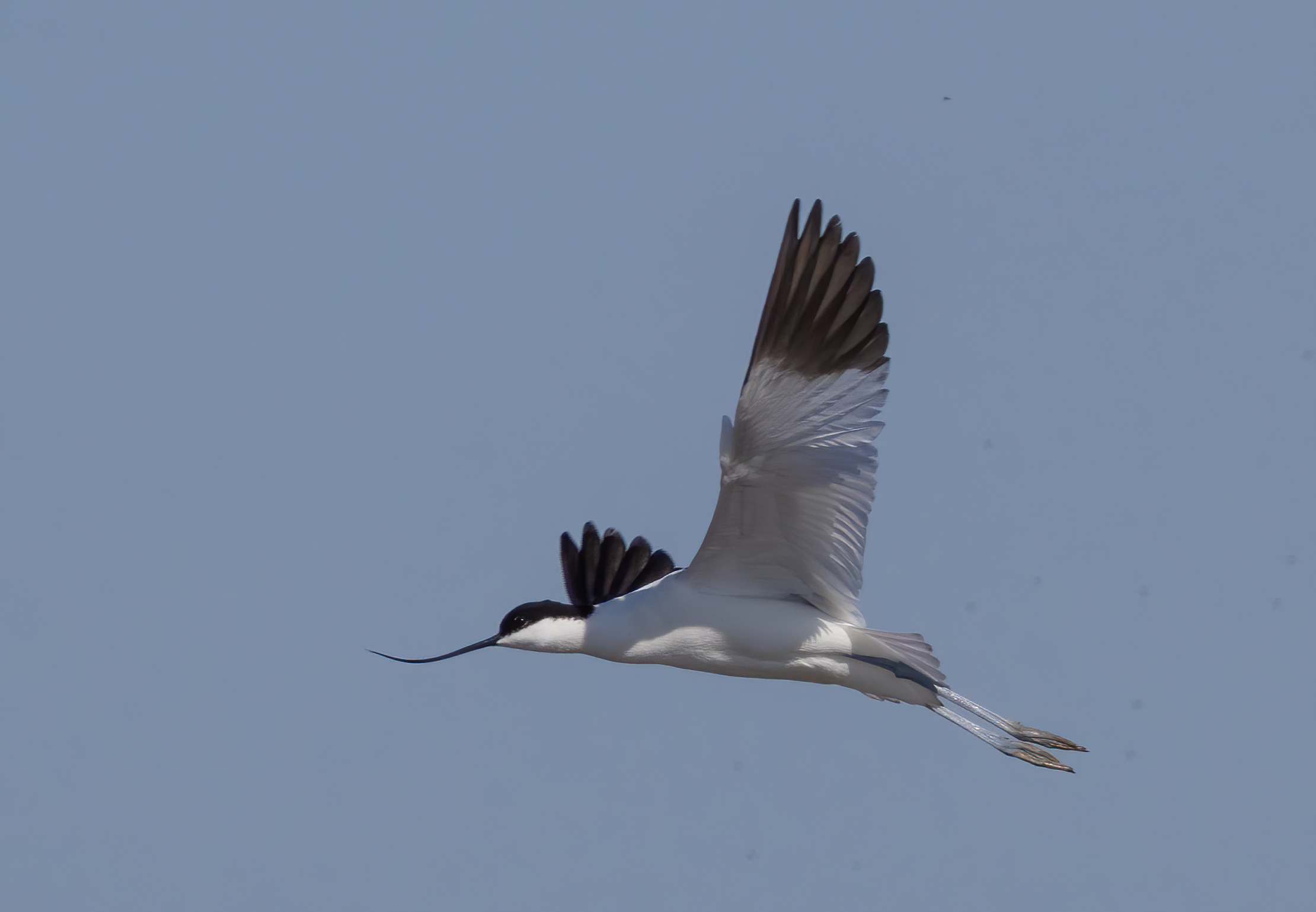 Avocetta 1
