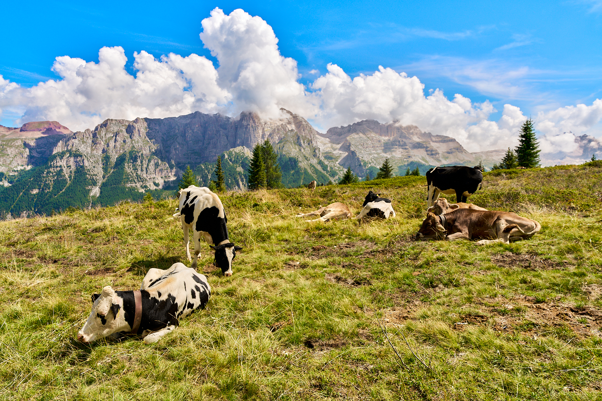 Grazing in Trentino