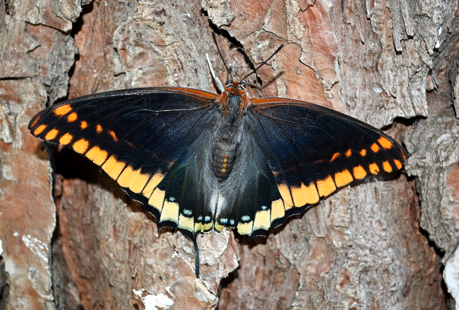 Charaxes jasius at the end of its life.