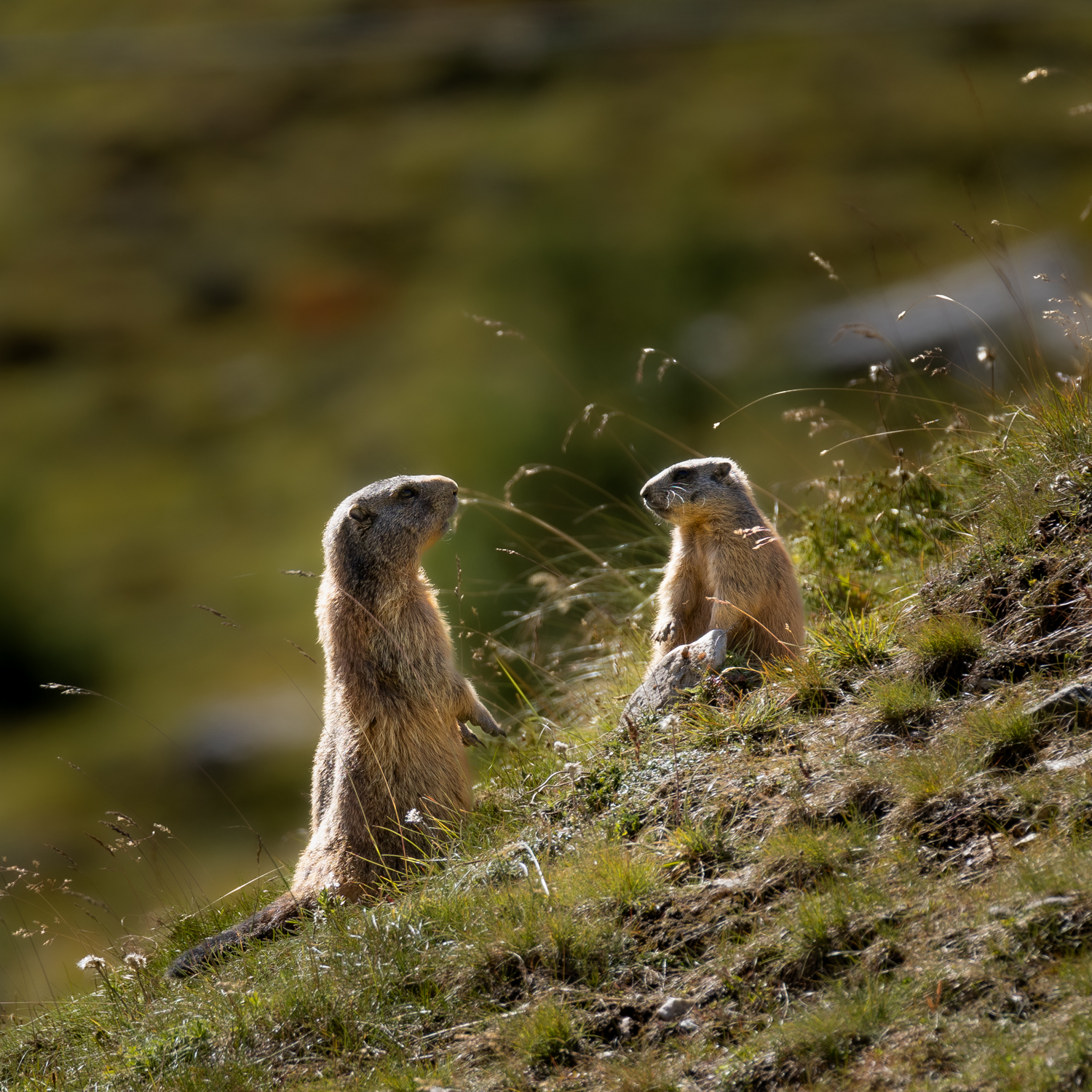 Alpine marmot