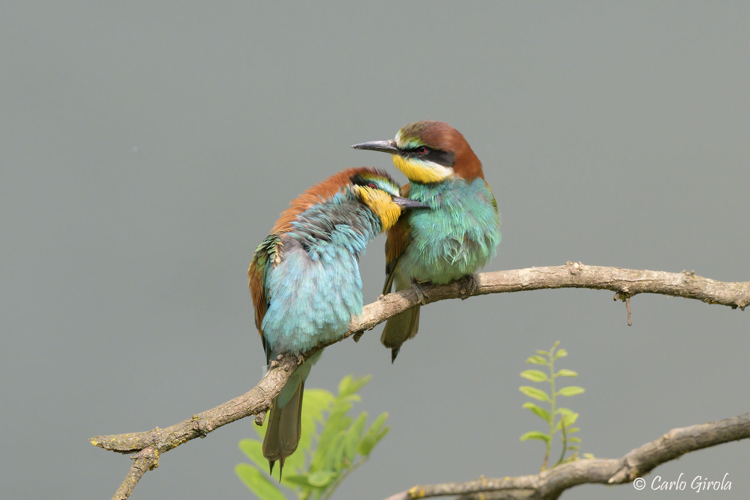 Gruccioni (Merops apiaster)