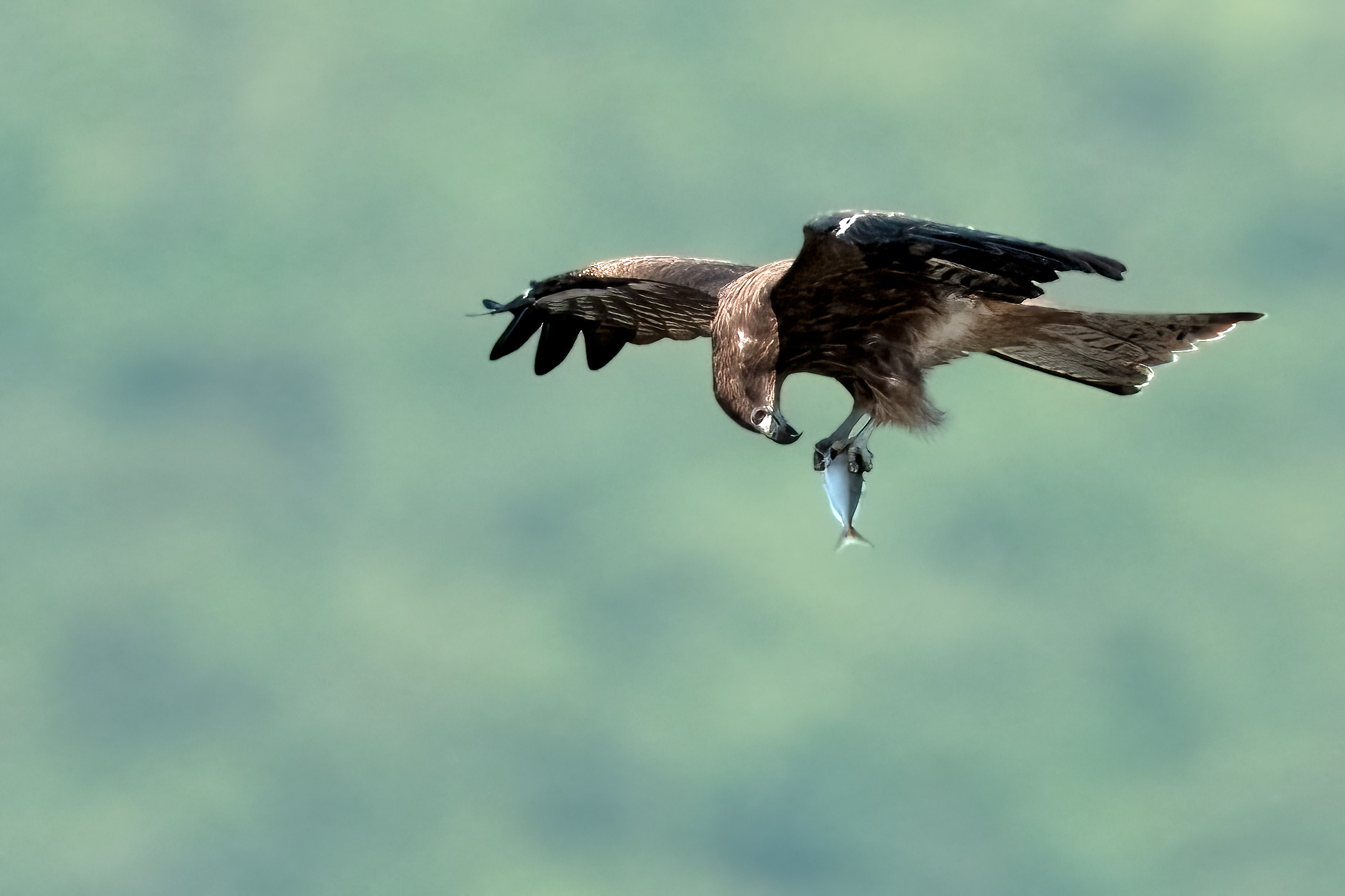 Milvus Migrans with fish
