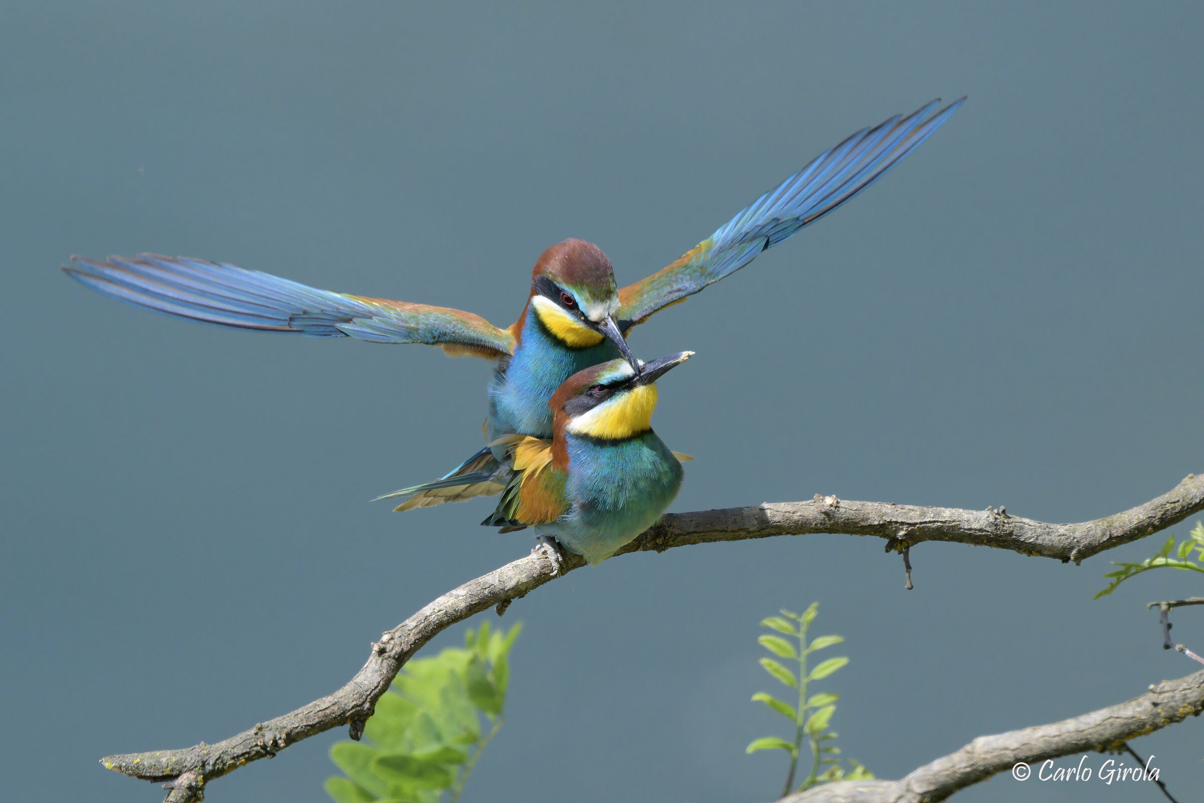 Gruccione (Merops apiaster)