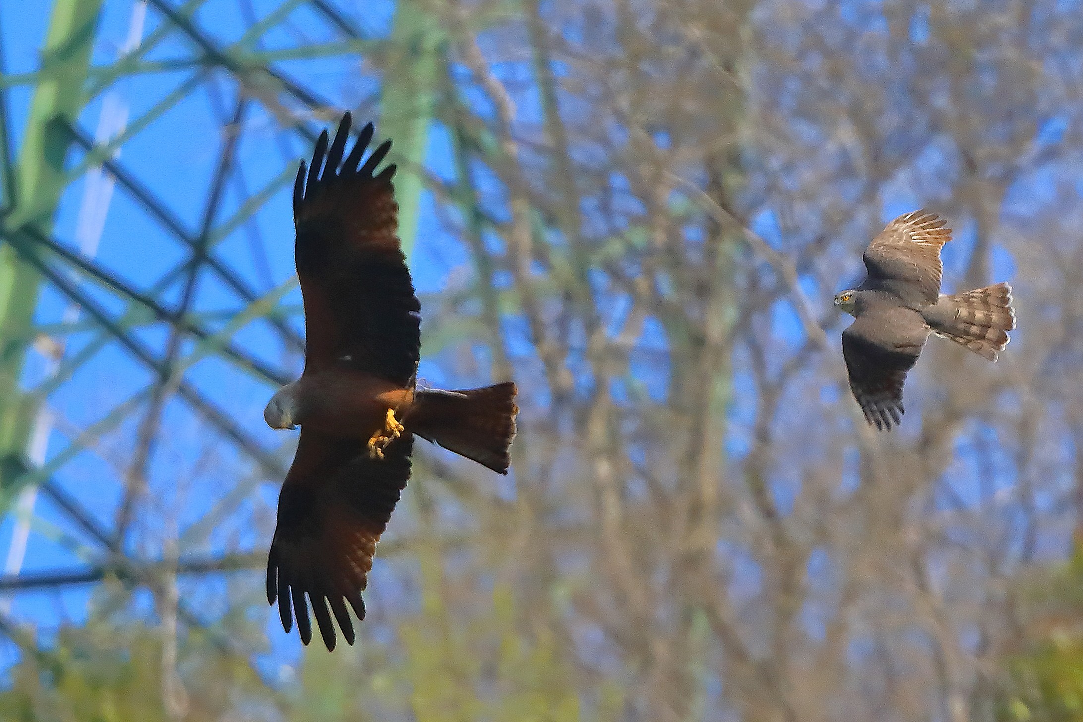 Nibbio vs Sparviere 04 aprile 2025 - 0072