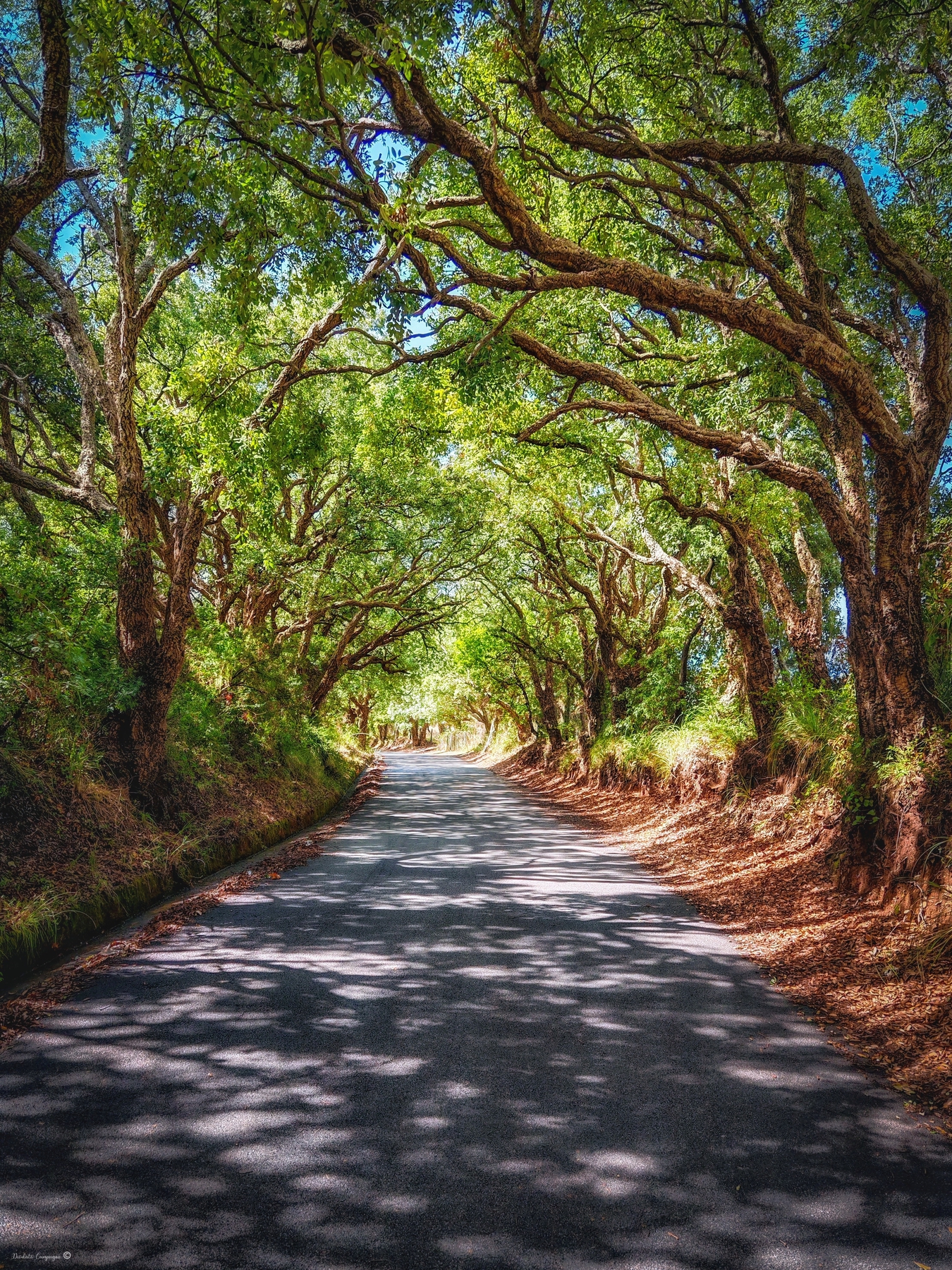 The tree-lined street