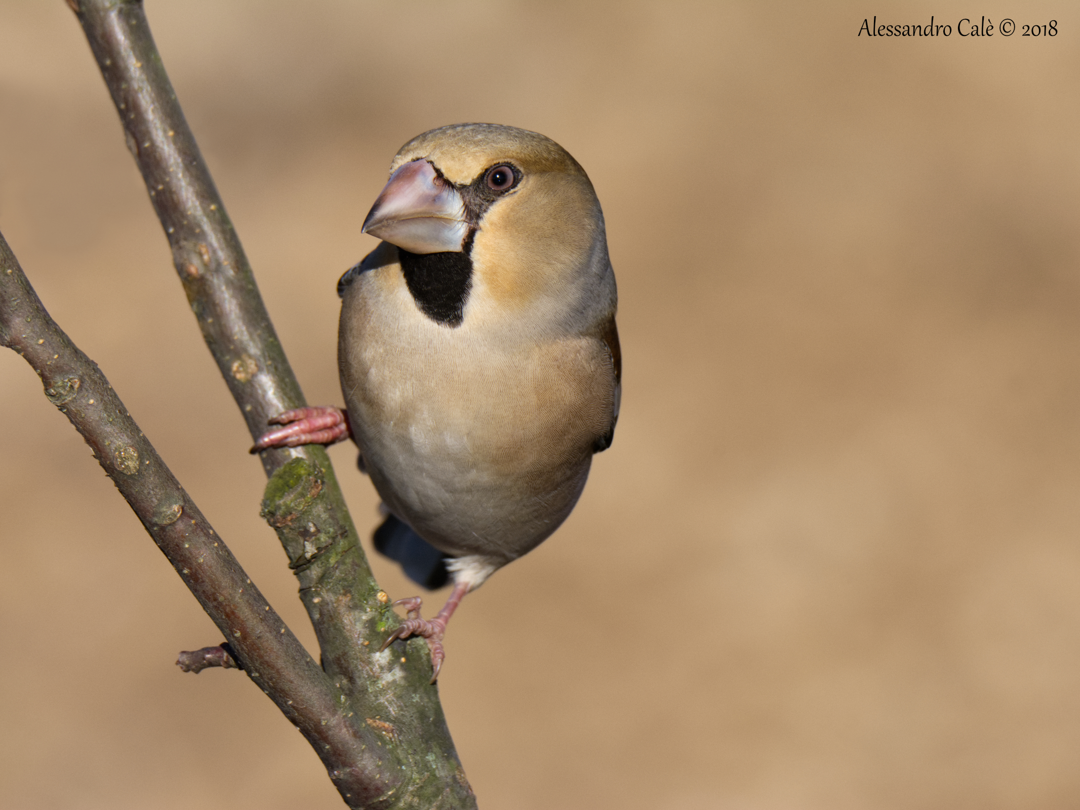 Coccothraustes coccothraustes (Frosone) 8942