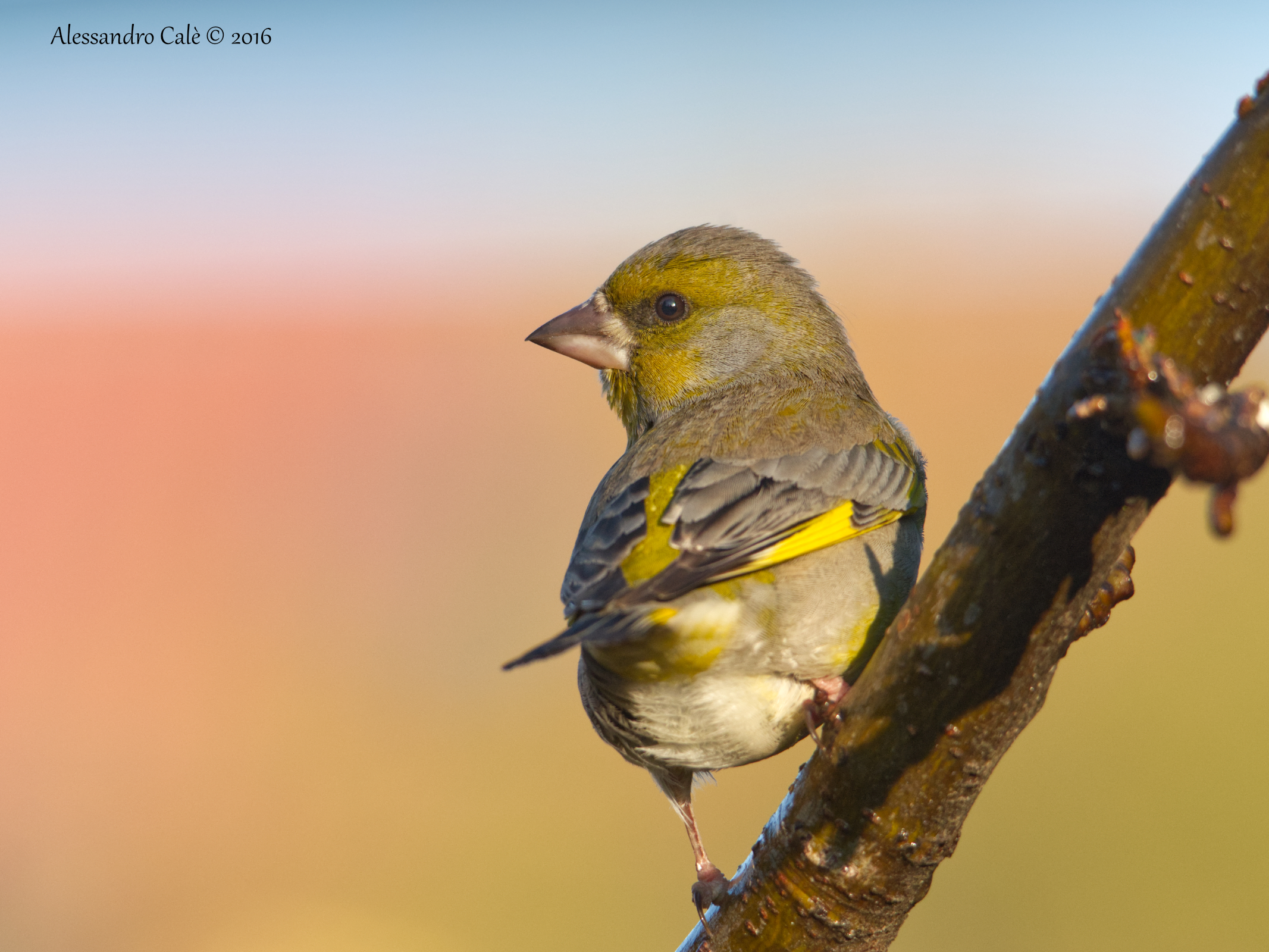 Carduelis chloris (Verdone) 1573