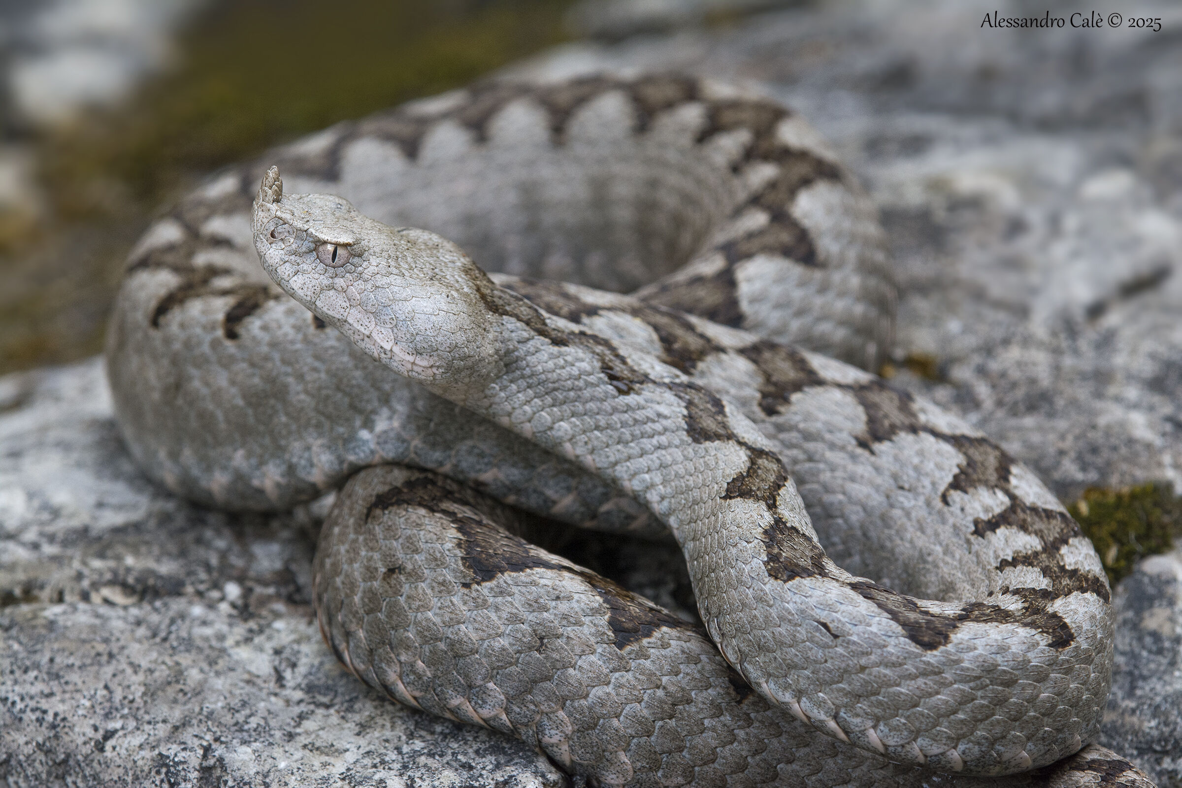 Vipera ammodytes (Vipera del corno) 6765