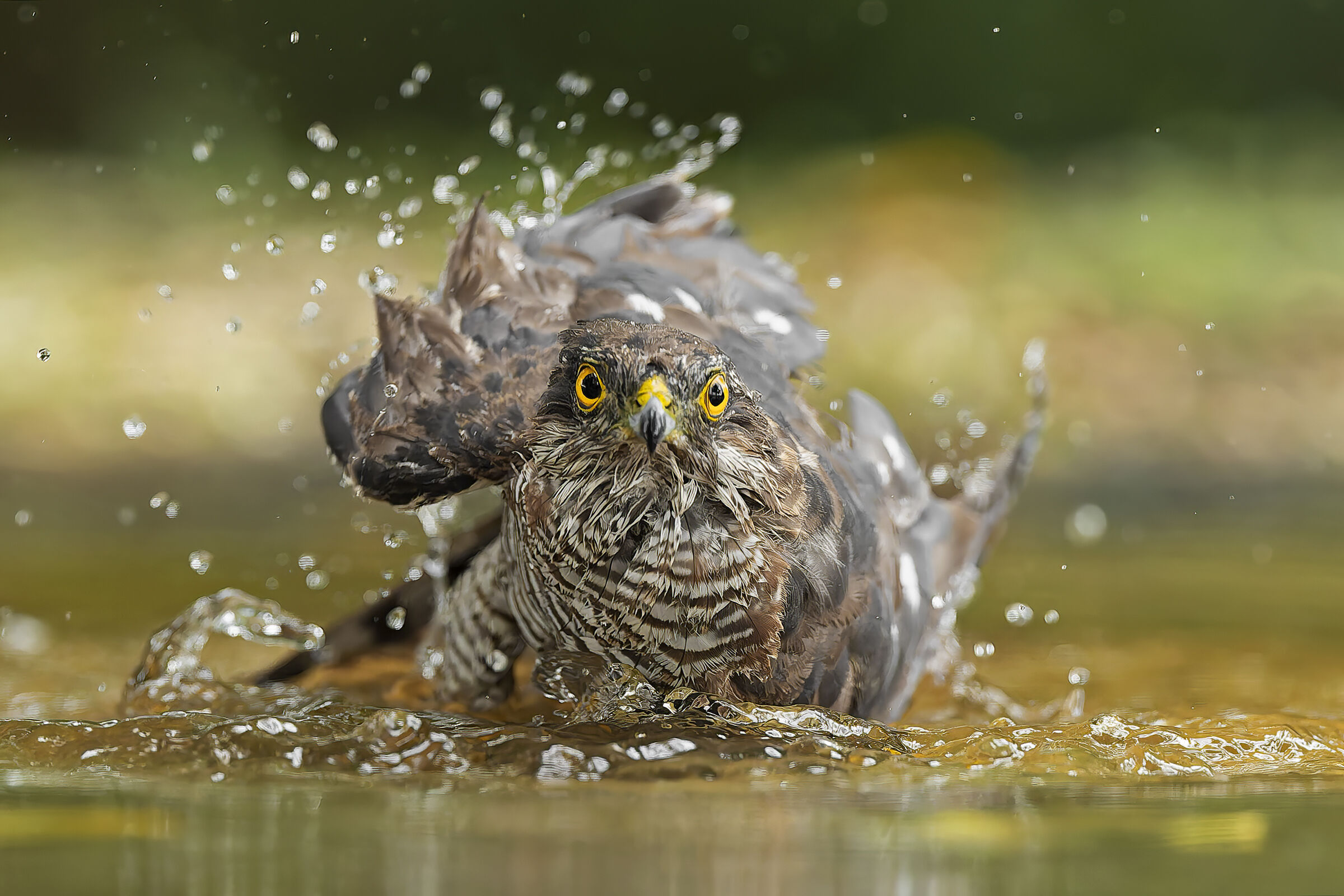 Sparrowhawk ?