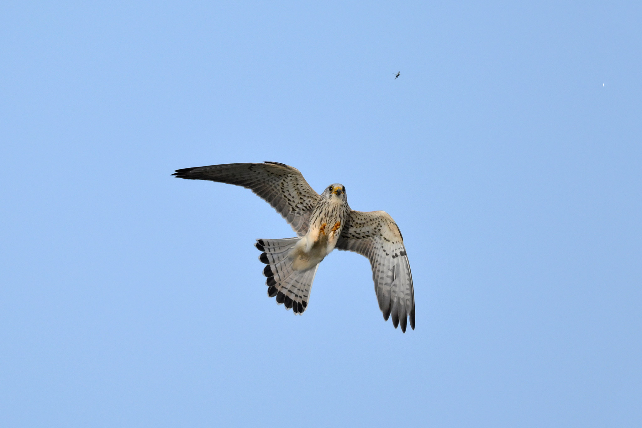 Caccia al falco grillaio #1